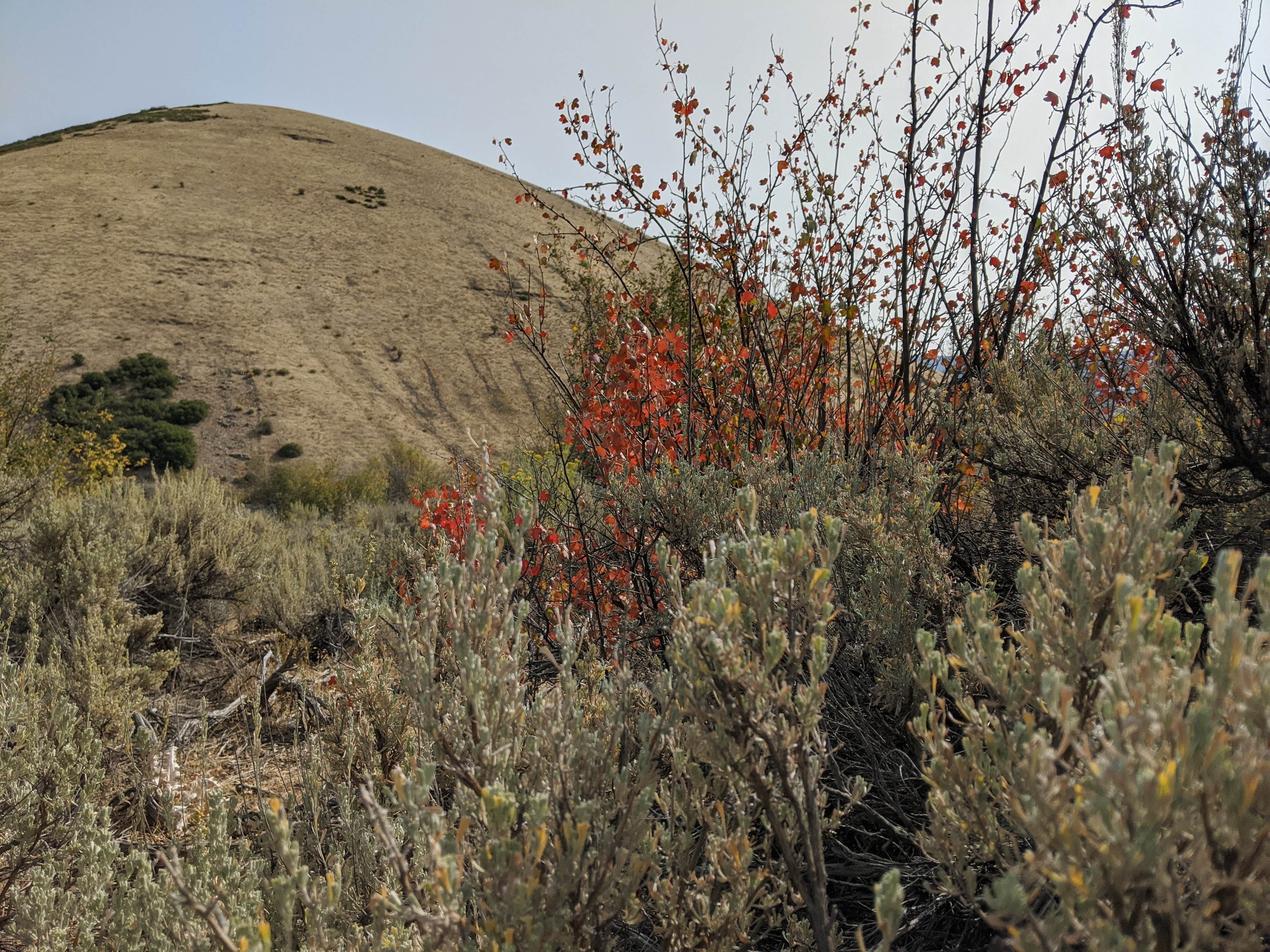 Camper-submitted photo at Great Horned Owl Campground — Deer Creek State Park near Heber, UT