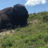 Review photo of Canyon Campground — Yellowstone National Park by Megan K., October 4, 2020