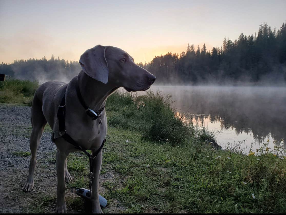 Megan K.'s photo of camping with pets at Moose Creek Reservoir Access near Moscow, ID