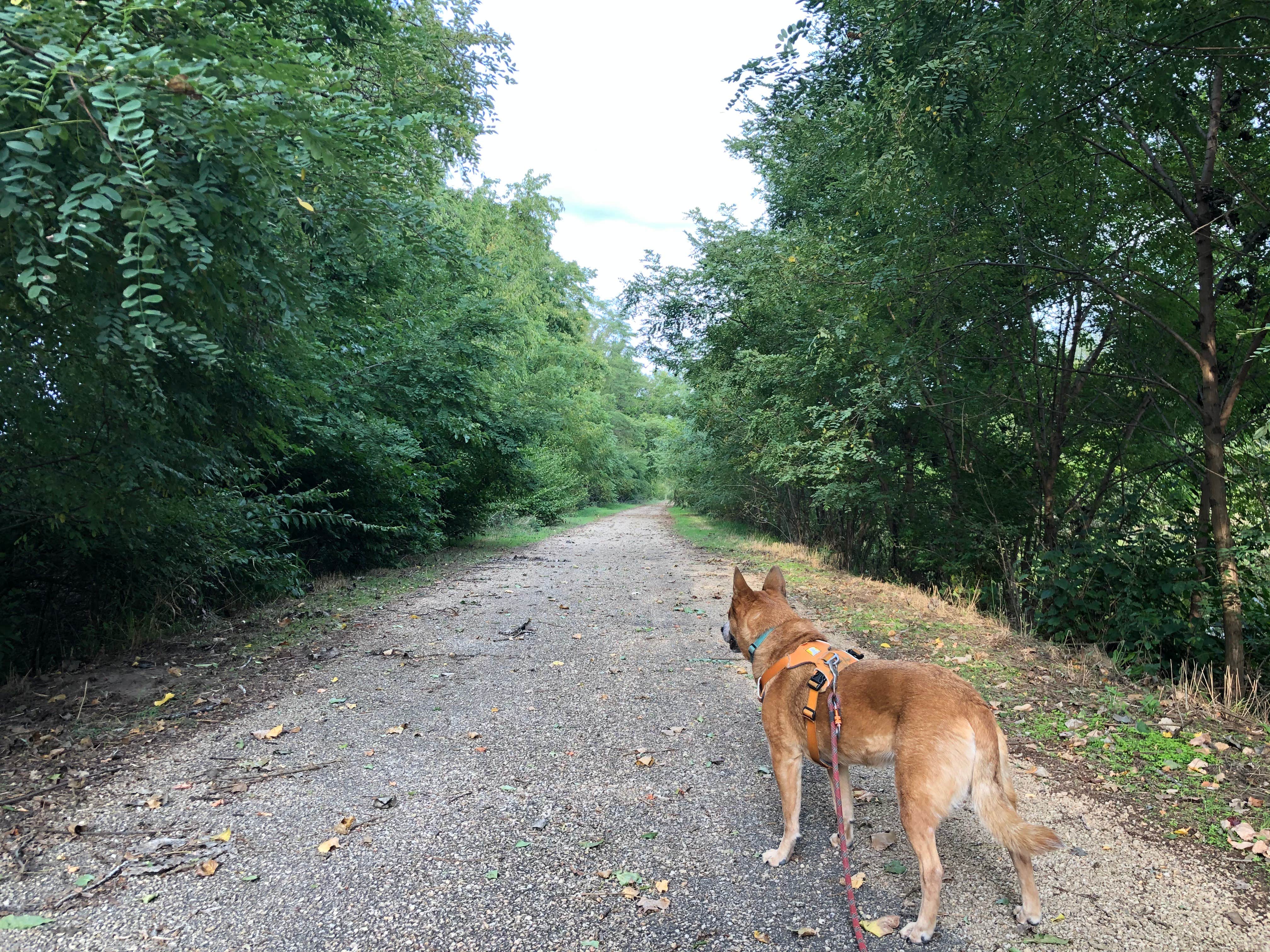 Art S.'s photo of camping with pets at Hennepin Canal Lock 22 Campground near Brimfield, IL