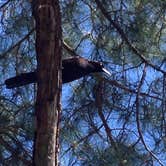 Review photo of Meaher State Park Campground by Karen L., May 17, 2018