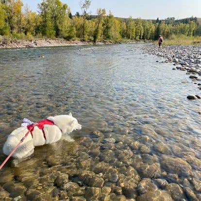 Jade G.'s photo of camping with pets at Gros Ventre Campground — Grand Teton National Park near Victor, ID