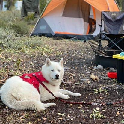 Jade G.'s photo of camping with pets at Gros Ventre Campground — Grand Teton National Park near Bridger-Teton National Forest
