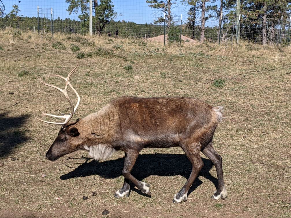 Camper-submitted photo at Rapid City KOA near Lead, SD