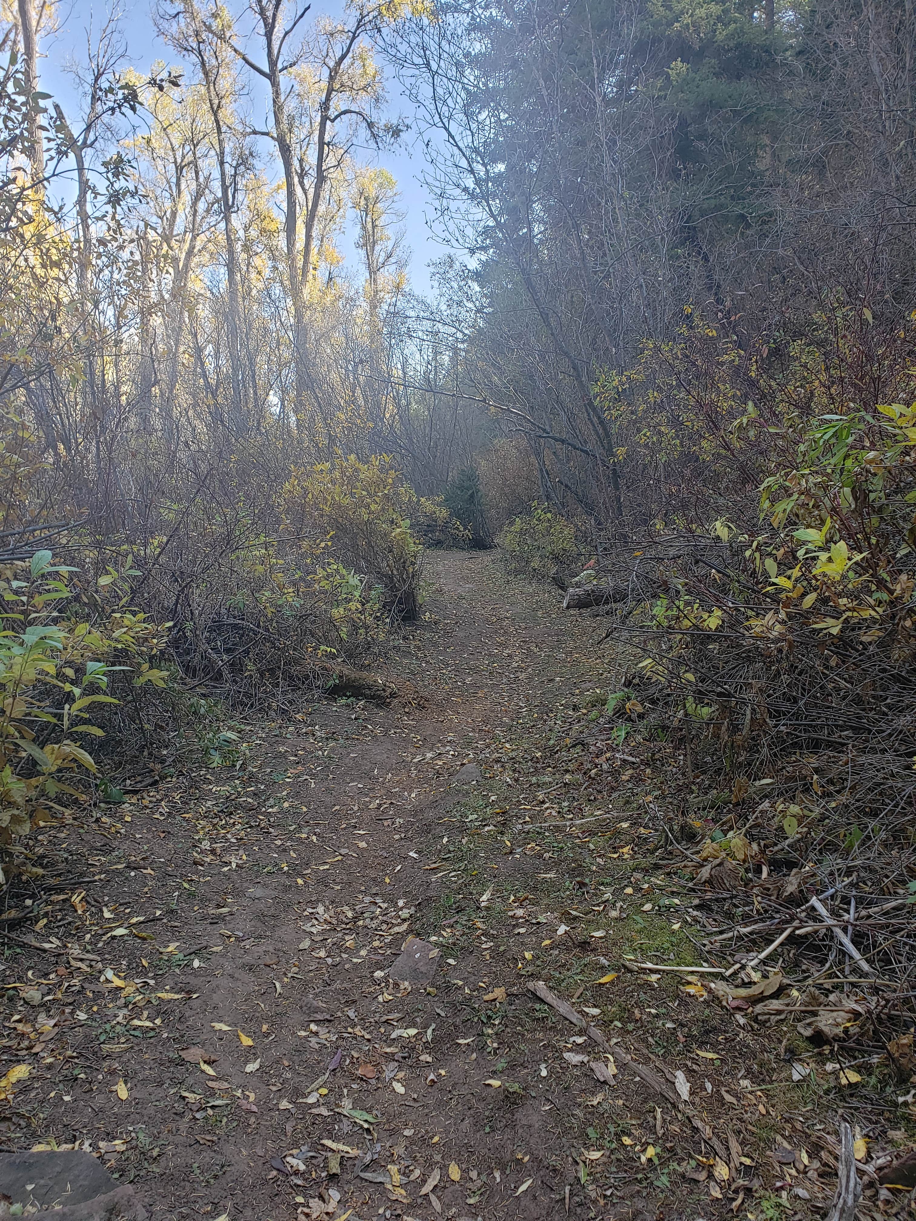 Camper-submitted photo at Priest Gulch Campground and RV Park Cabins and Lodge near Rico, CO