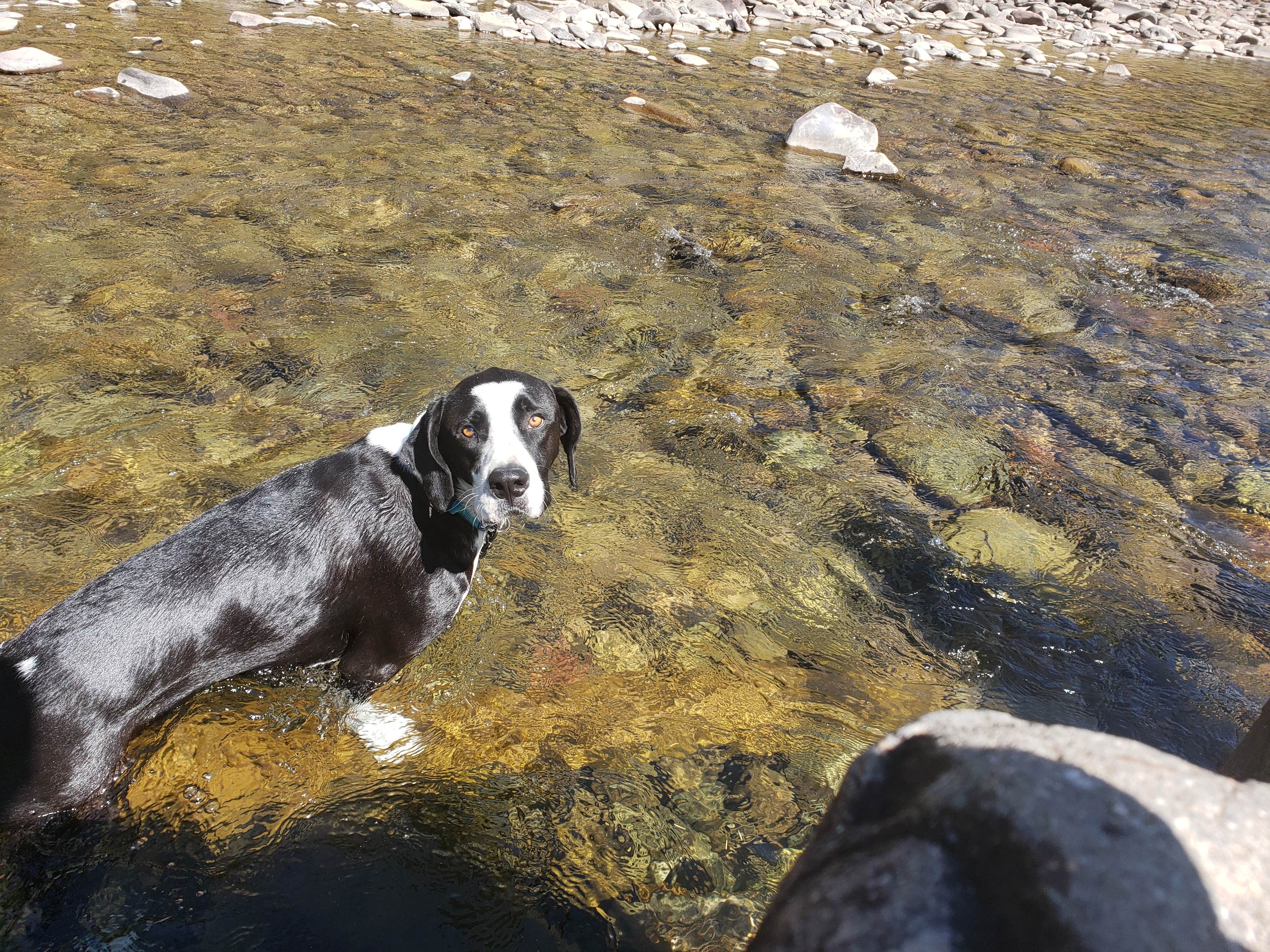 Christopher W.'s photo of camping with pets at Priest Gulch Campground and RV Park Cabins and Lodge near San Juan National Forest