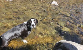 Christopher W.'s photo of camping with pets at Priest Gulch Campground and RV Park Cabins and Lodge near San Juan National Forest