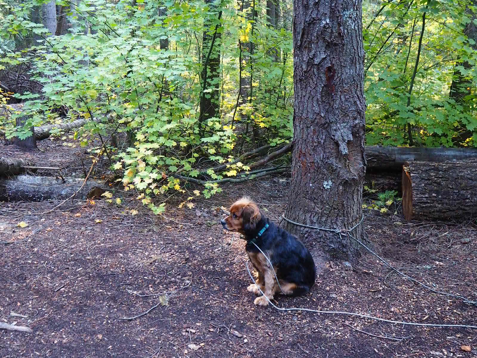 Camping near Rock Island Campground: Chatter Creek Group Site, Leavenworth, Washington