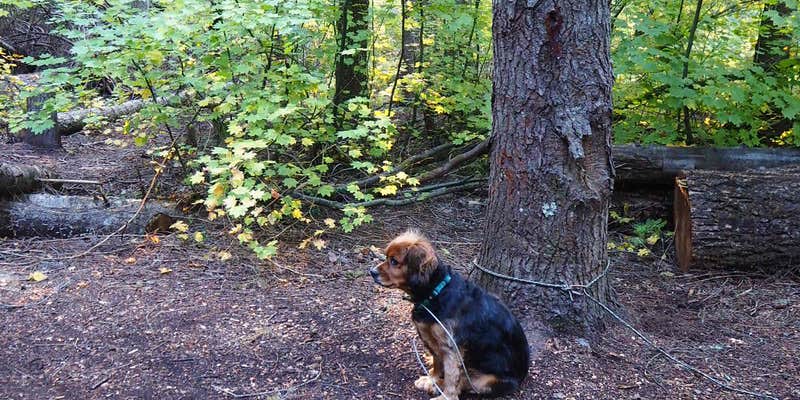 Camper submitted image from Chatter Creek Group Site