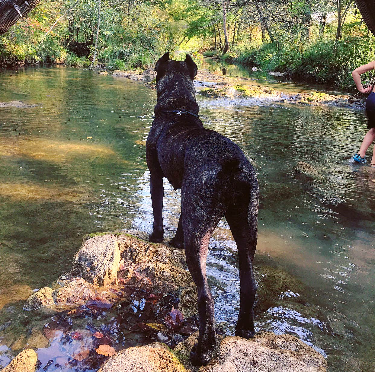 Jennifer D.'s photo of camping with pets at Blue River Campground near Sulphur, OK