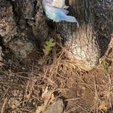 Review photo of Pumphouse Wash (FR 237) Dispersed Camping Area by Michael C., October 5, 2020