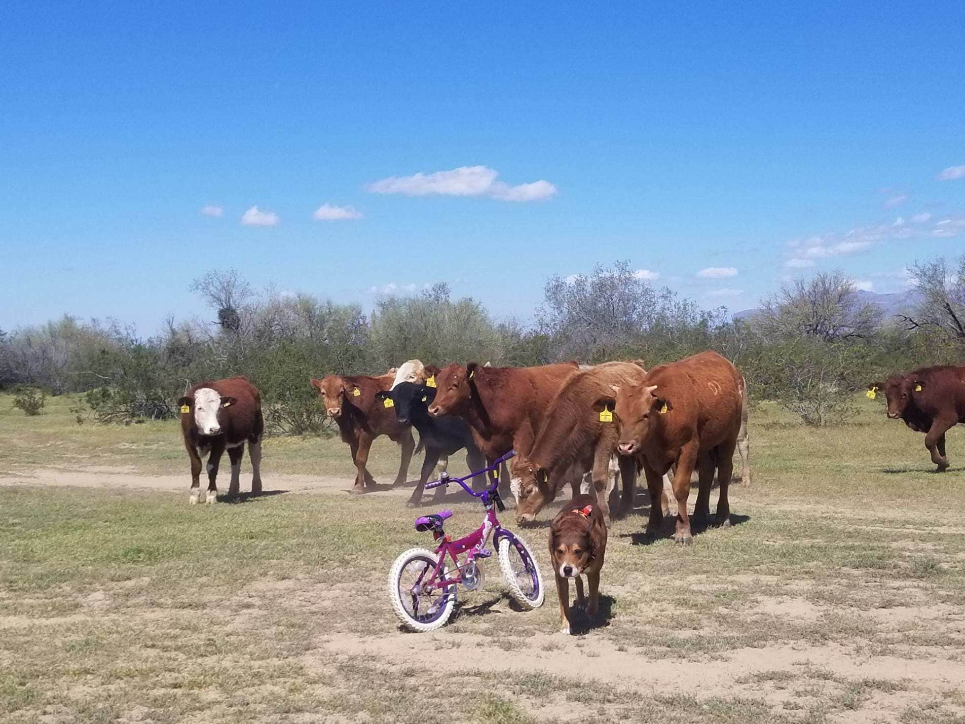 Camper-submitted photo at Cottonwood Canyon Rd. Dispersed near Superior, AZ