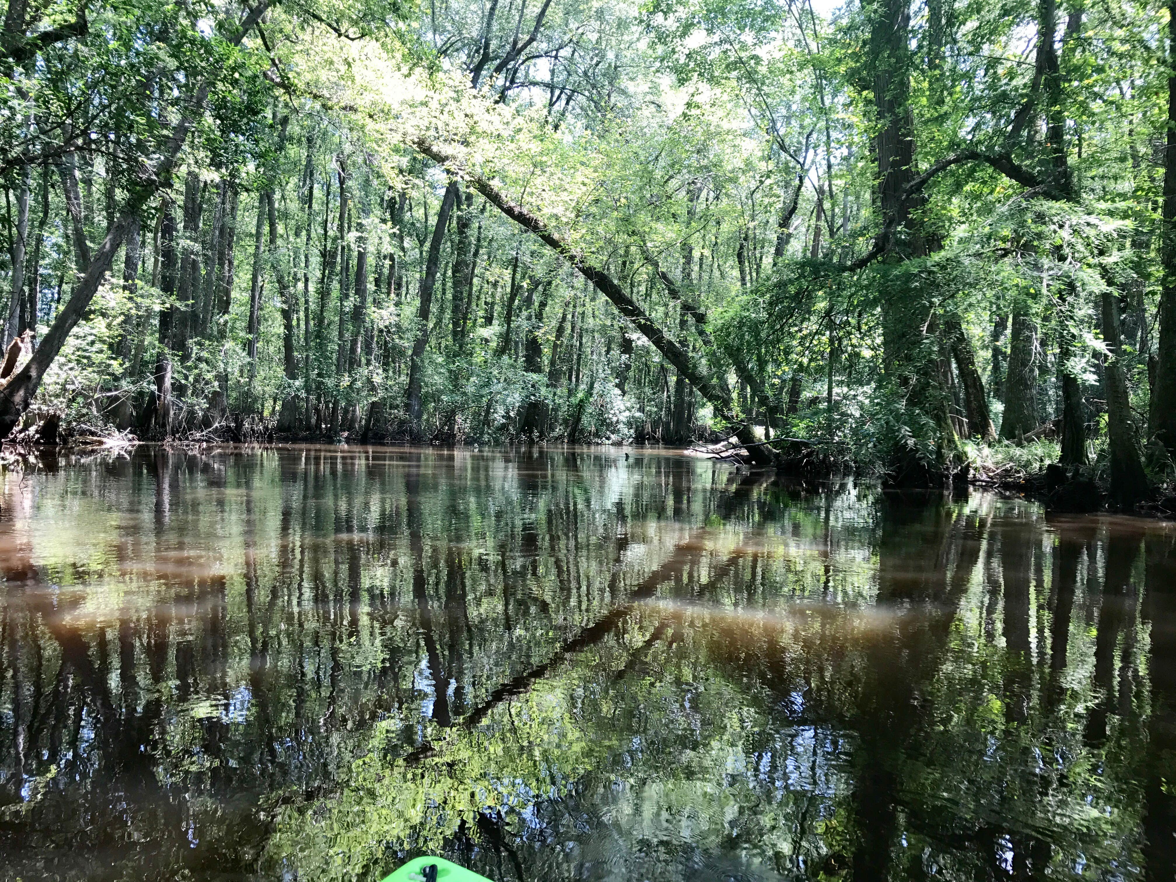 Camper submitted image from Aiken State Park Campground - 3