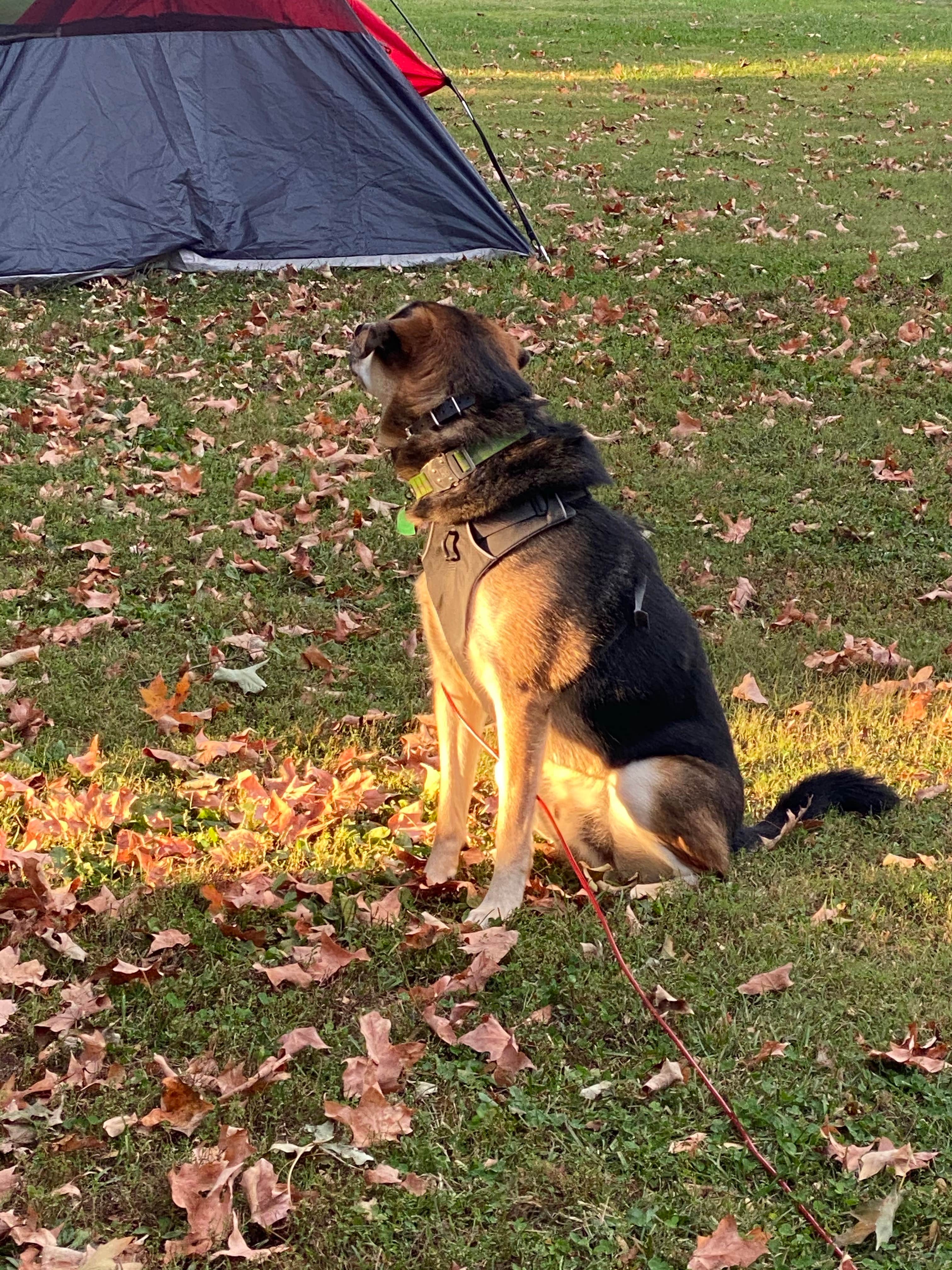 Bethany W.'s photo of camping with pets at Kentucky Horse Park Campground near Danville, KY