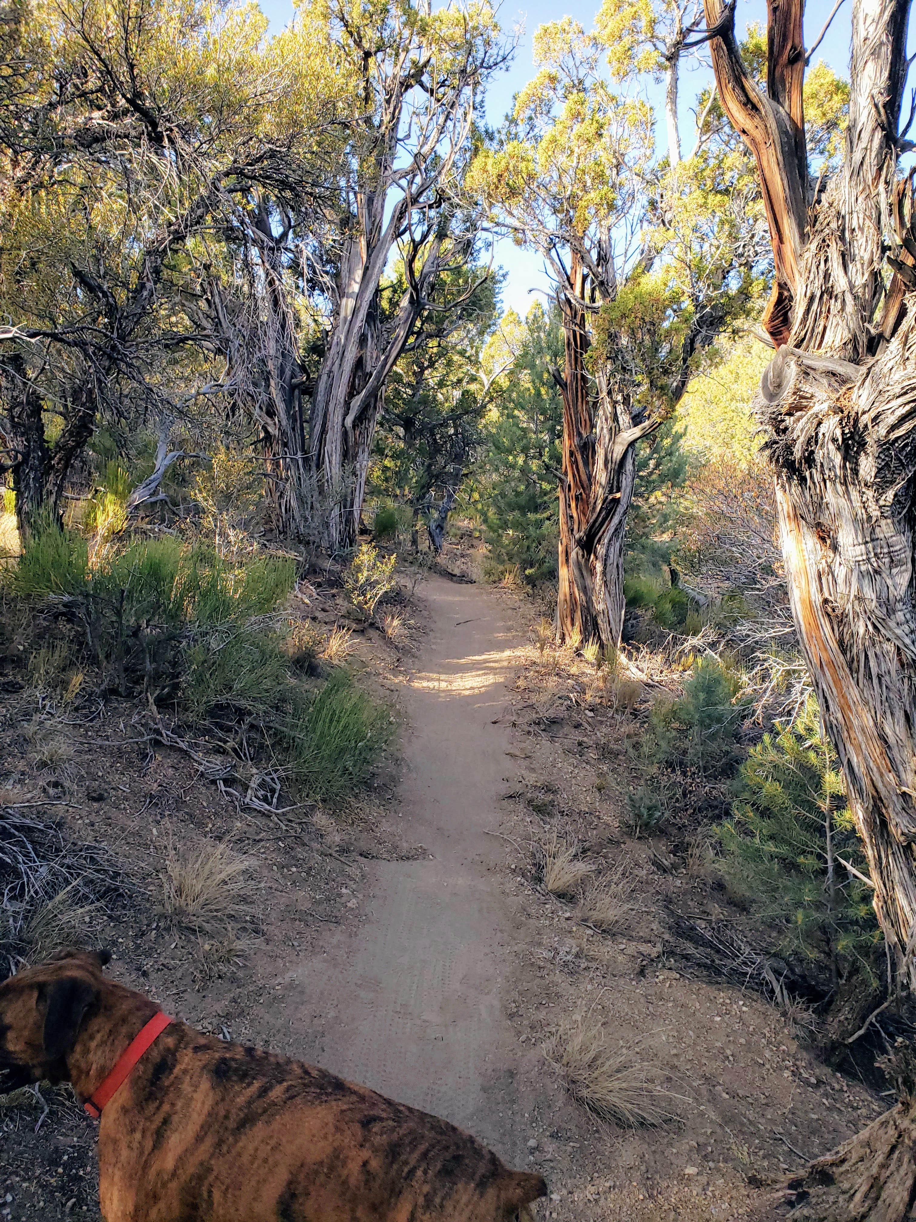 Camper submitted image from Elk Flat Campground — Cave Lake State Park - 2