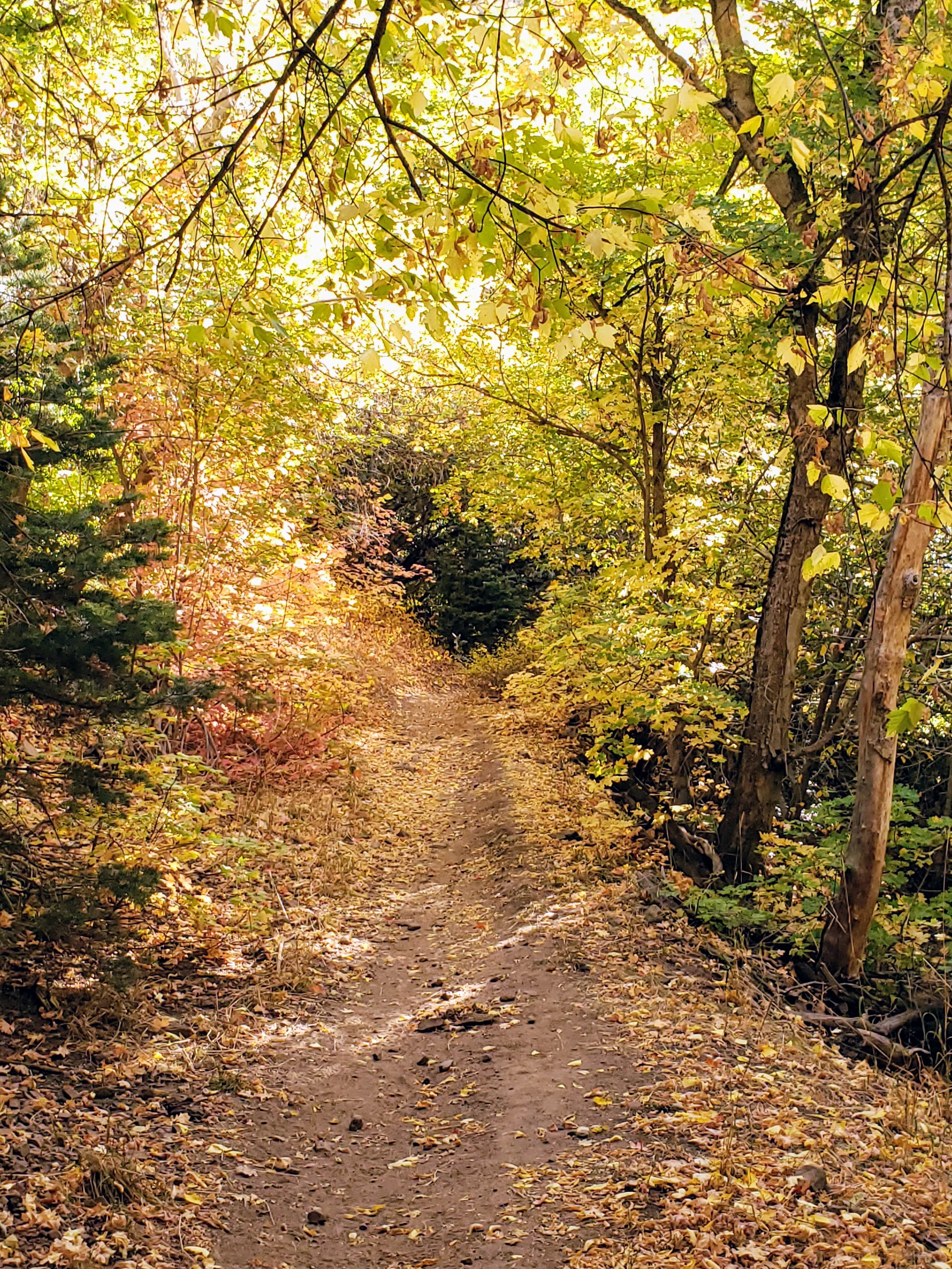 Camper-submitted photo at Uinta National Forest Whiting Campground near Mapleton, UT