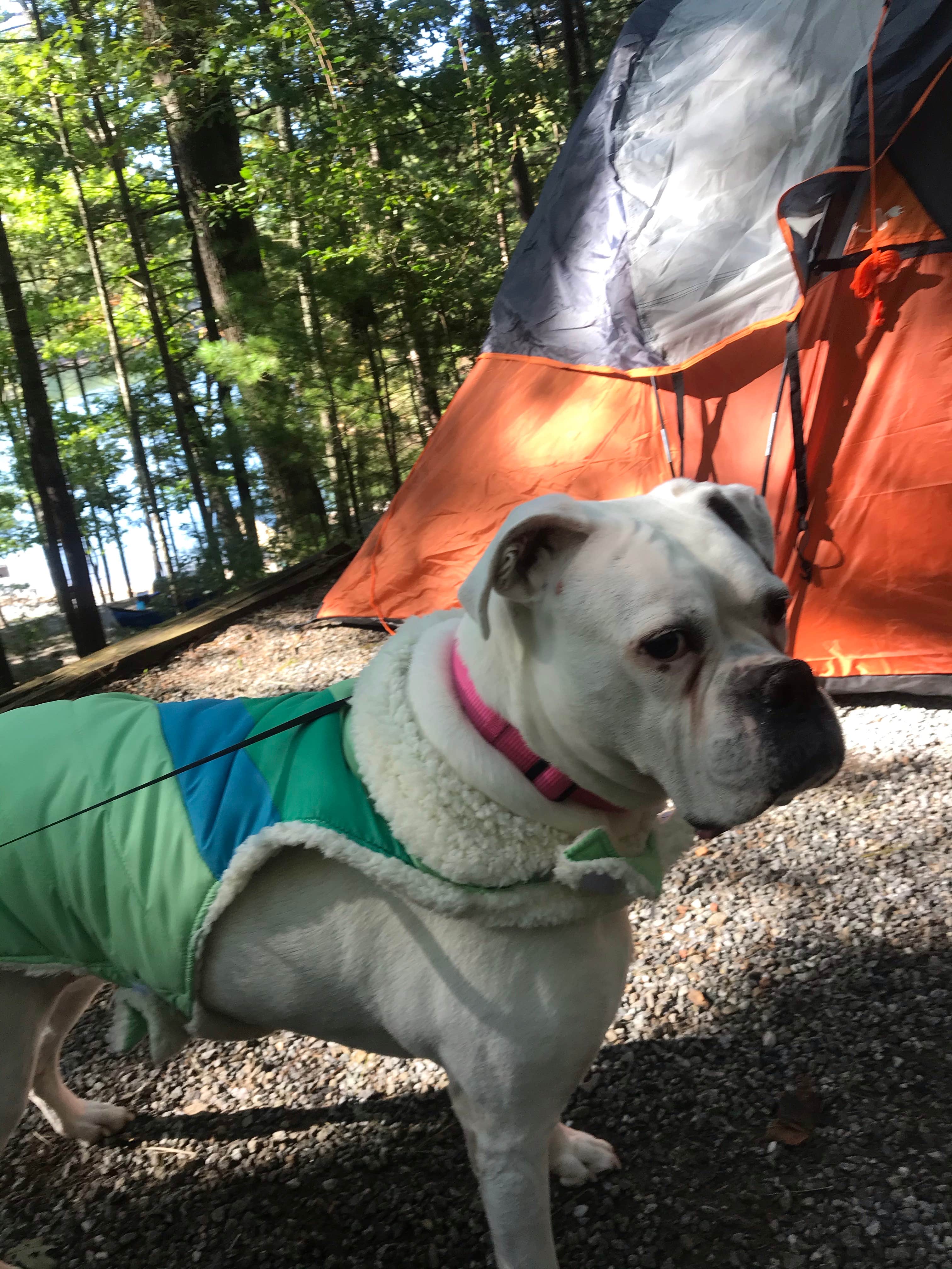 Camper-submitted photo at Salthouse Branch Campground near Eden, NC