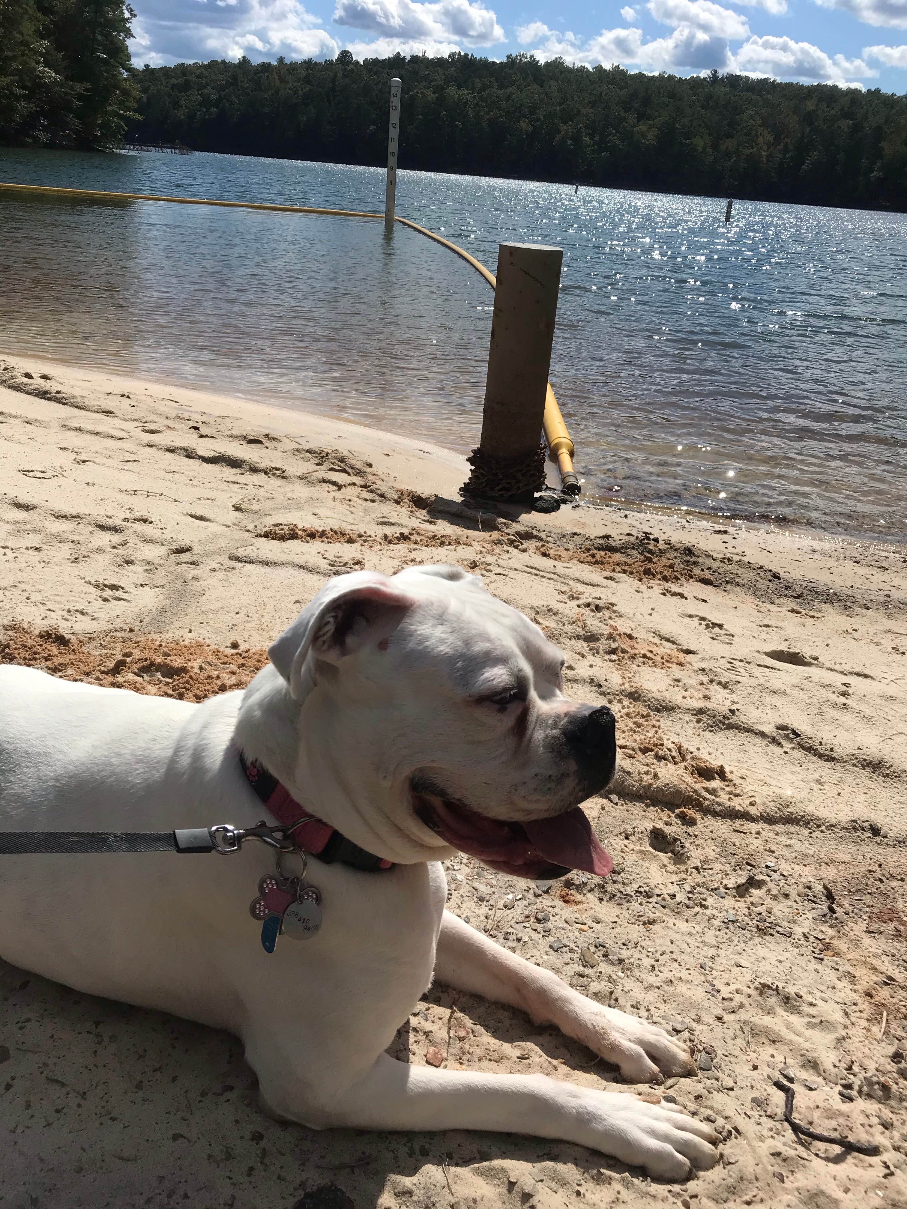 Paula J.'s photo of camping with pets at Salthouse Branch Campground near Roanoke, VA