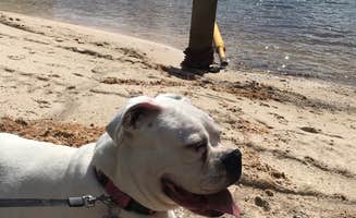 Paula J.'s photo of camping with pets at Salthouse Branch Campground near Danbury, NC