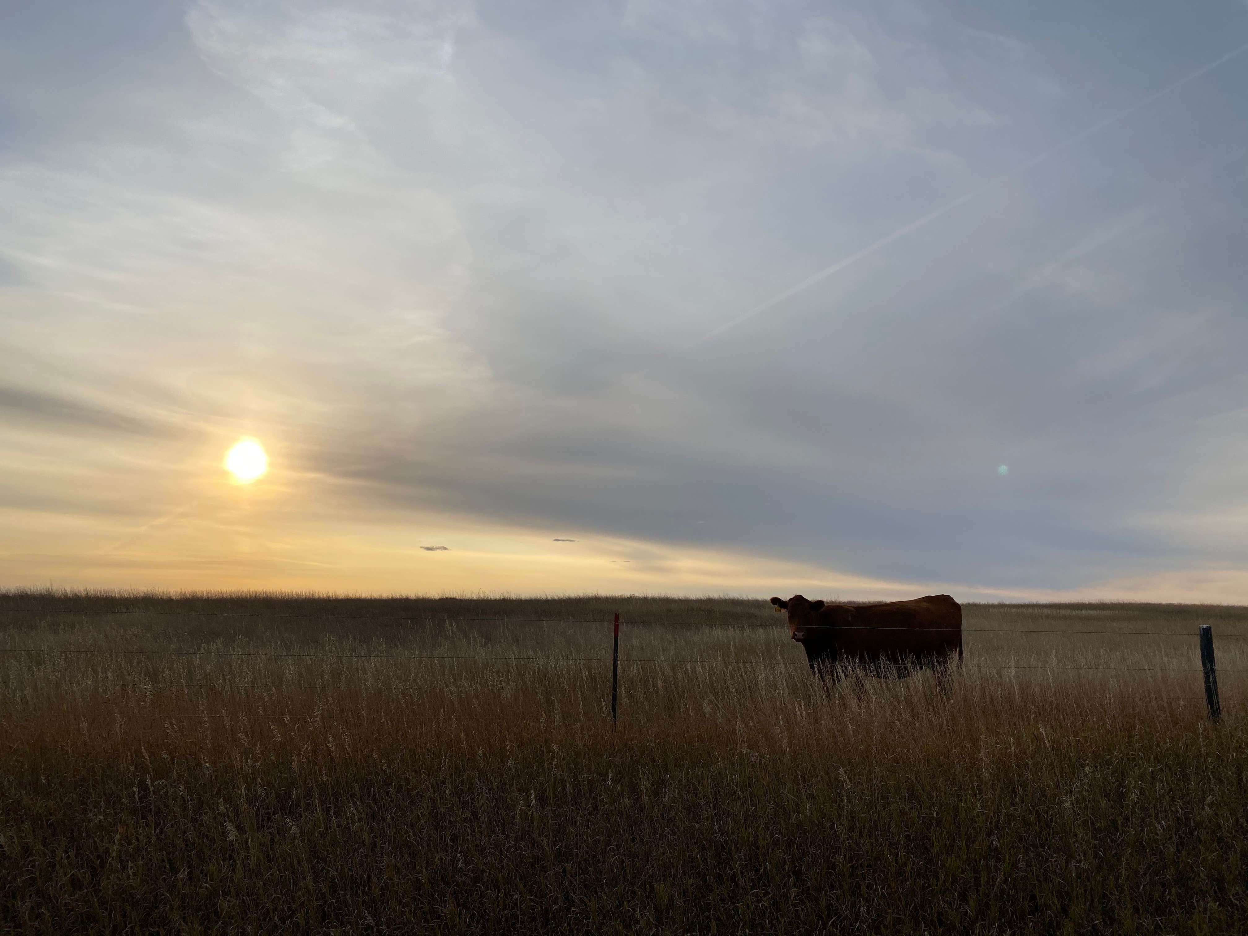Camper-submitted photo at Richland reservoir dispersed camping near Fort Pierre, SD