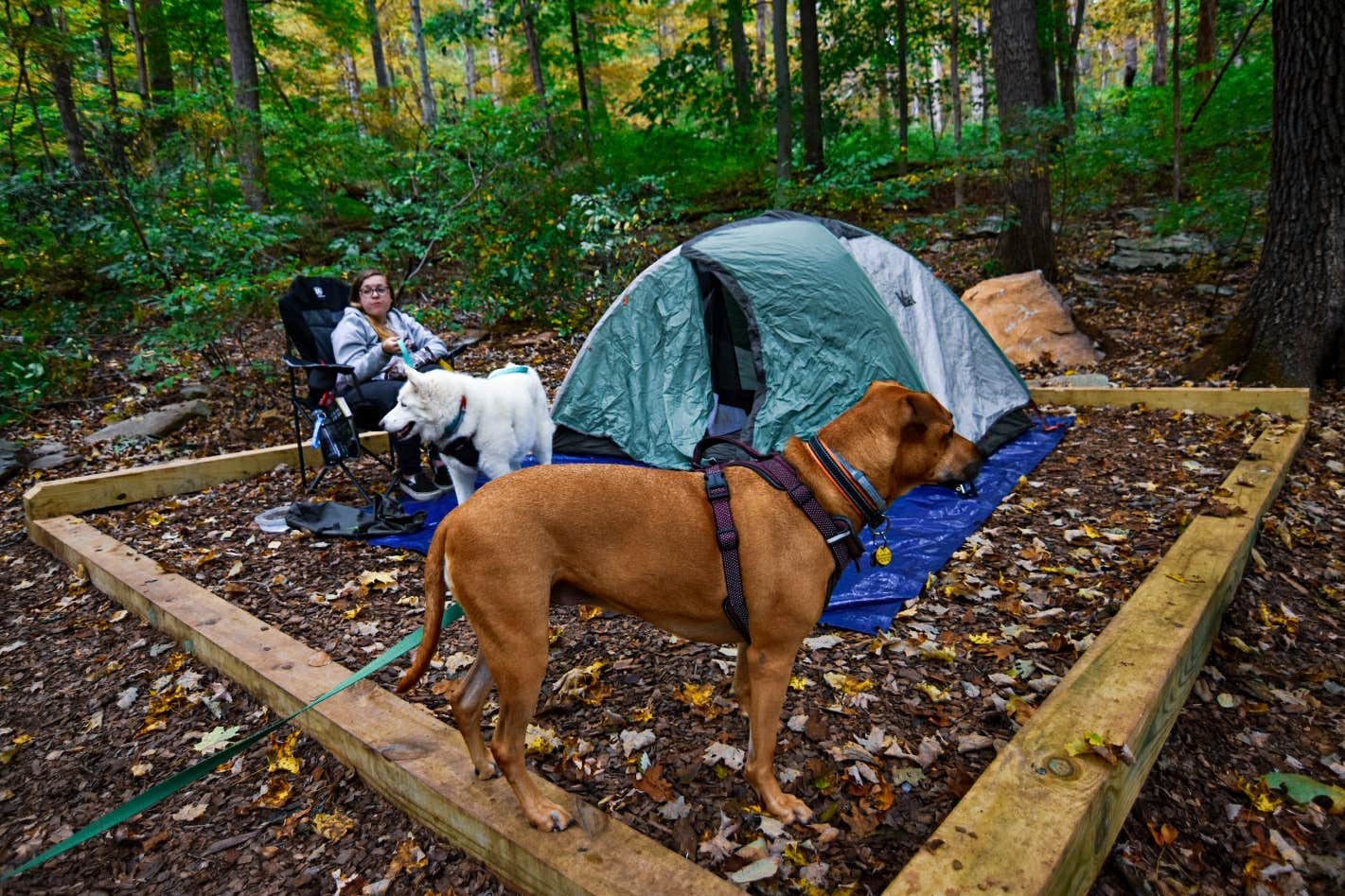 Sean R.'s photo of camping with pets at Owens Creek Campground — Catoctin Mountain Park near Waynesboro, PA