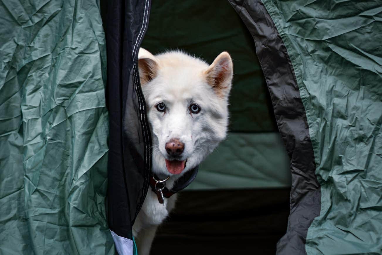 Sean R.'s photo of camping with pets at Owens Creek Campground — Catoctin Mountain Park near Fairplay, MD