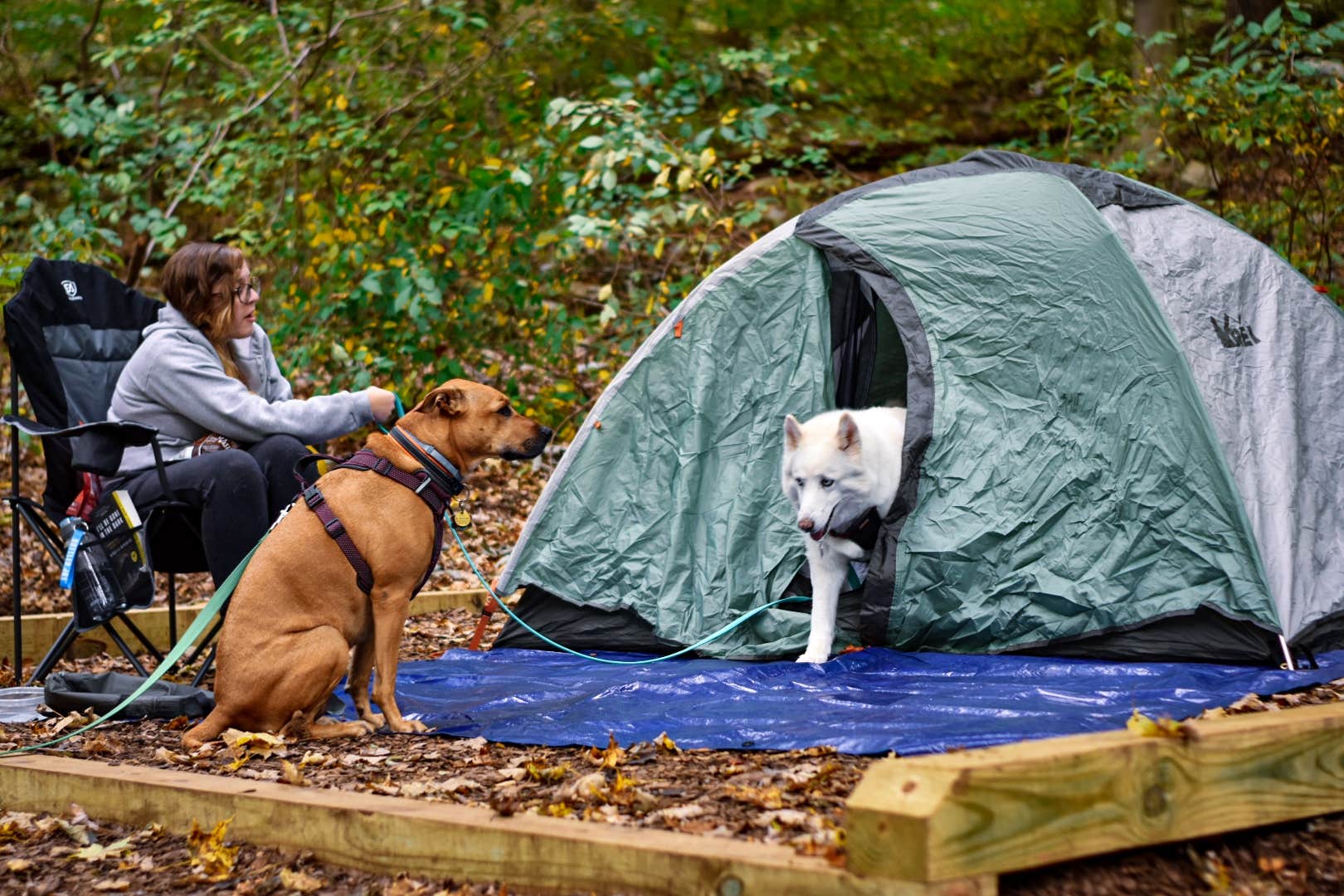 Sean R.'s photo of camping with pets at Owens Creek Campground — Catoctin Mountain Park near Frederick, MD
