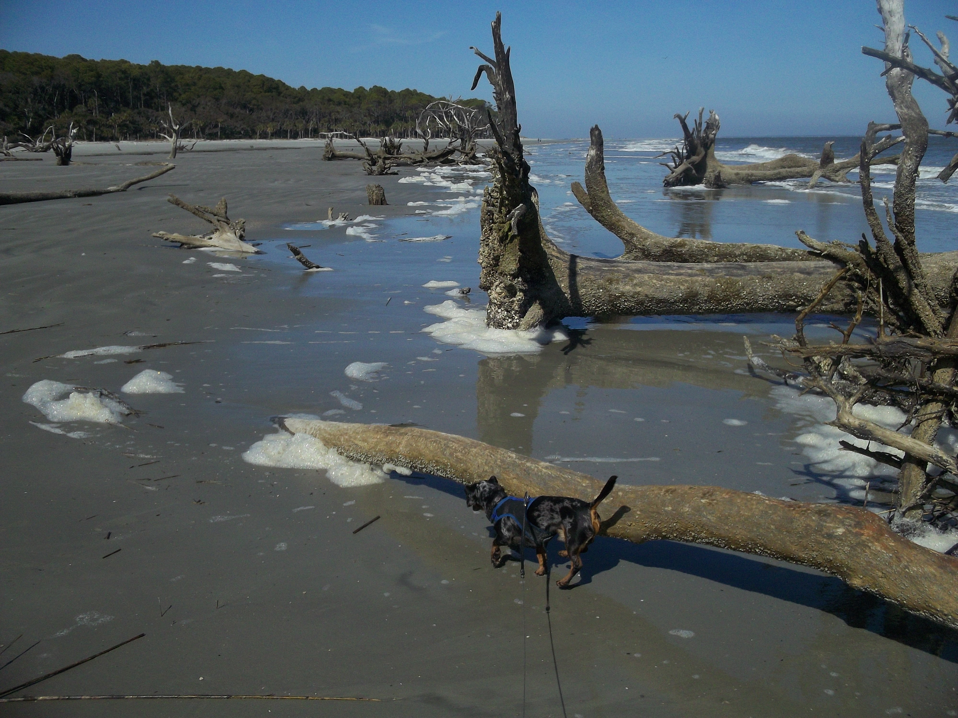 Camper submitted image from Hunting Island State Park Campground - 2