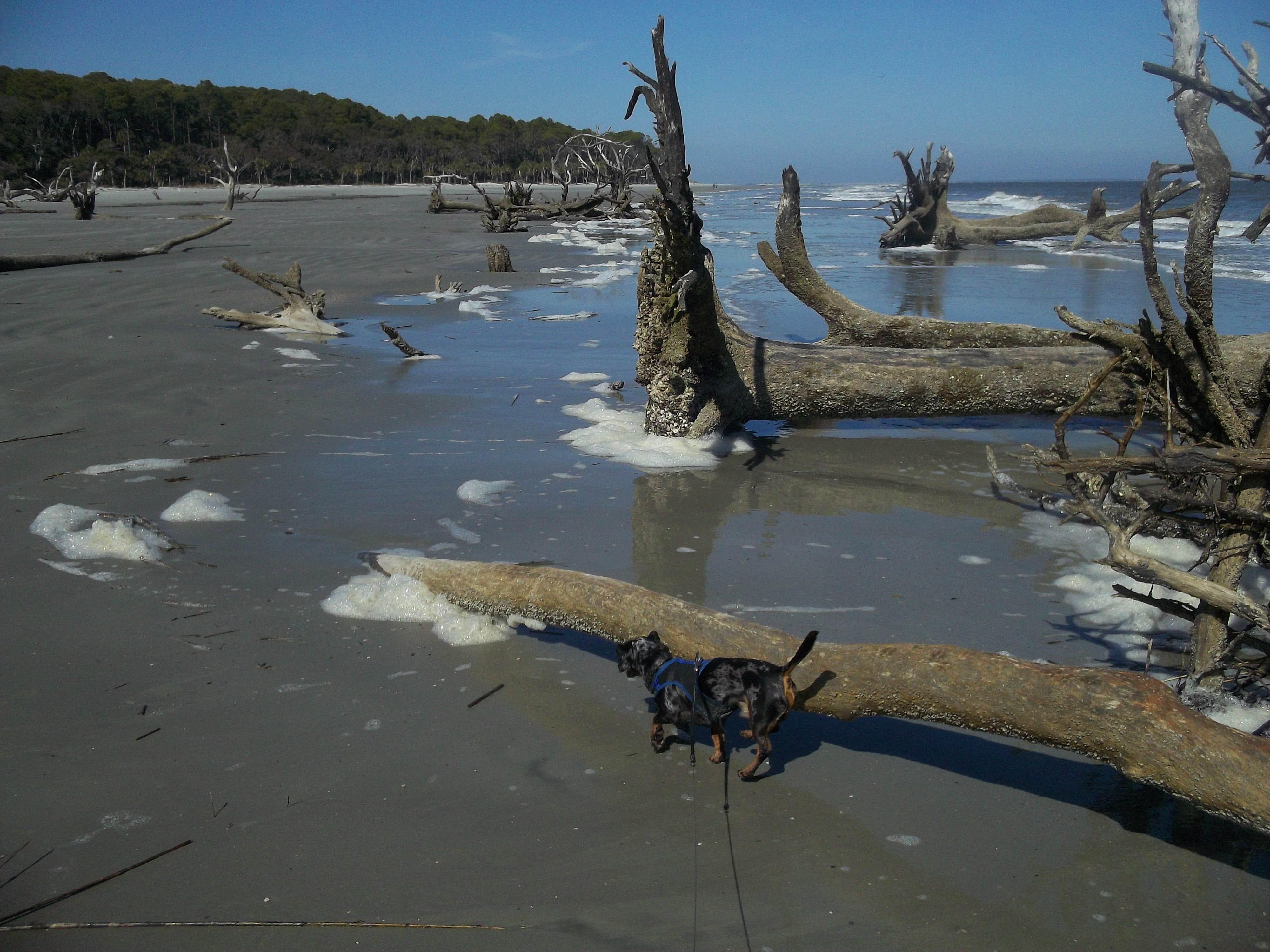 Hunting Island State Park Campground | Saint Helena Island, SC