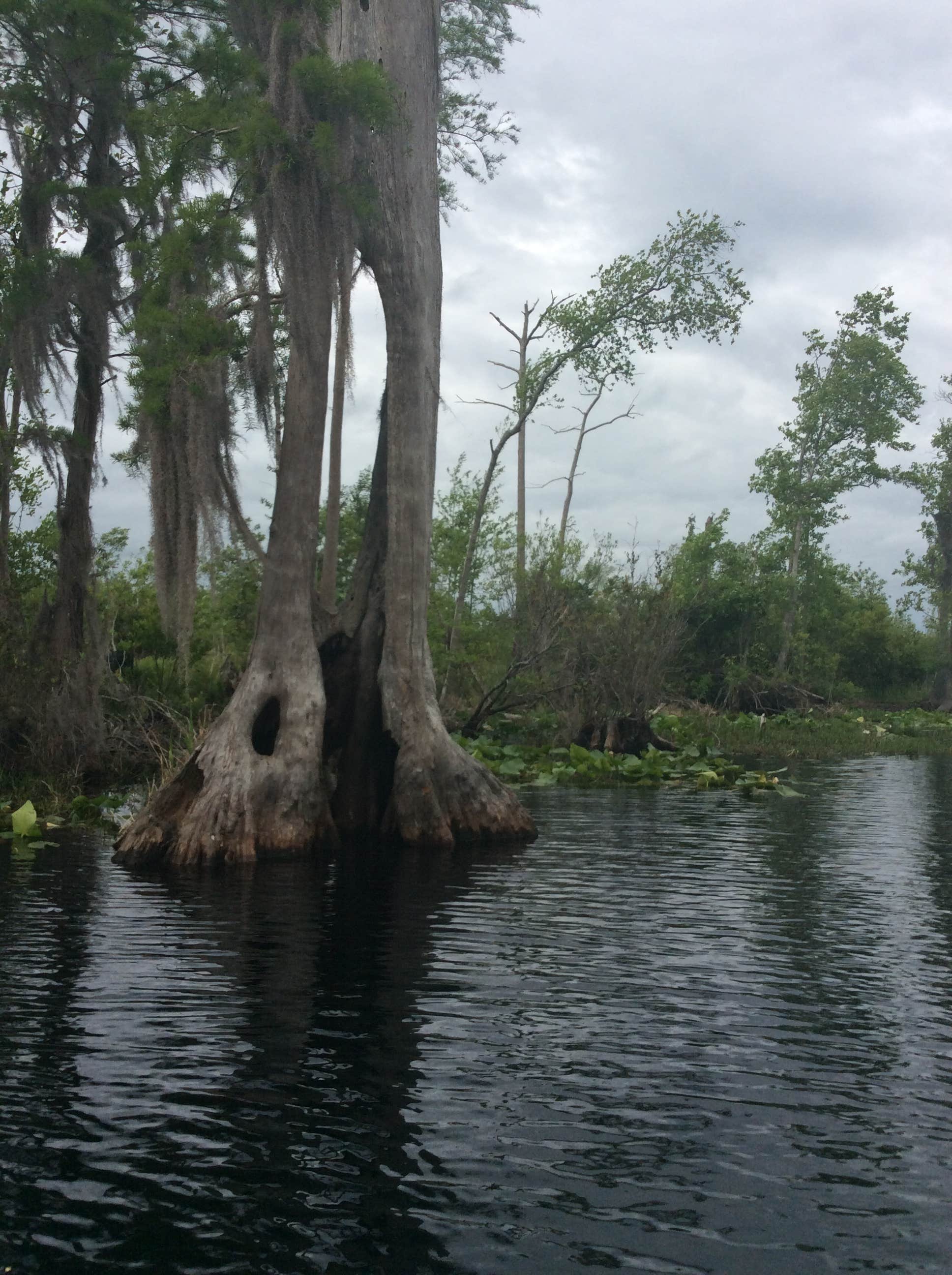 Camper submitted image from Okefenokee National Wildlife Refuge Camping - 3