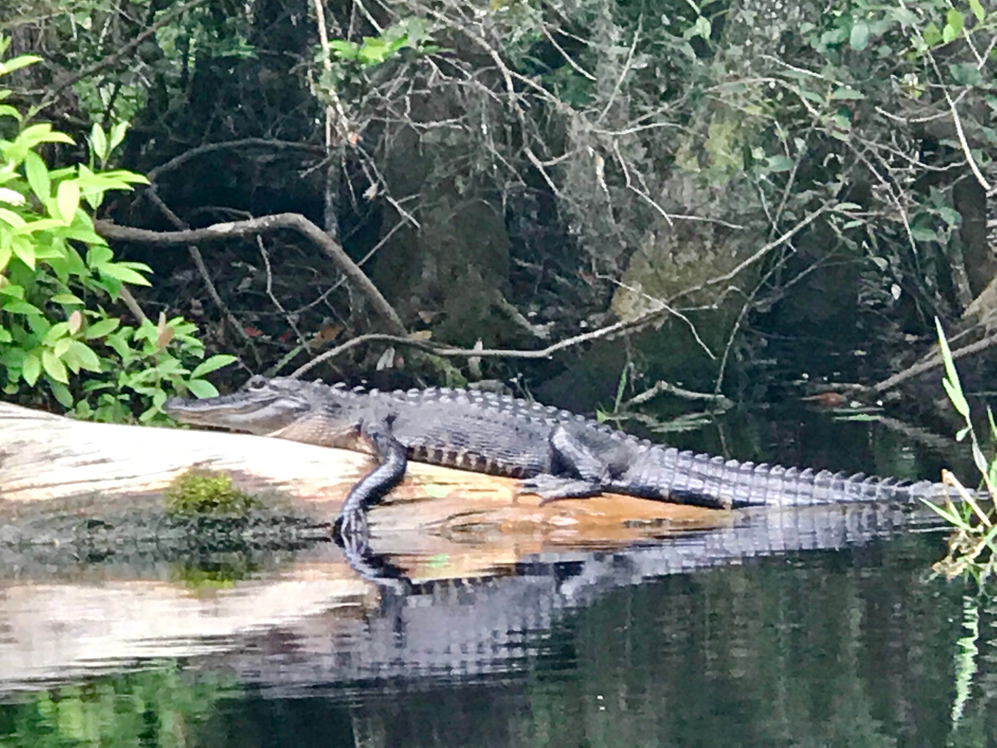 Camper submitted image from Okefenokee National Wildlife Refuge Camping - 5