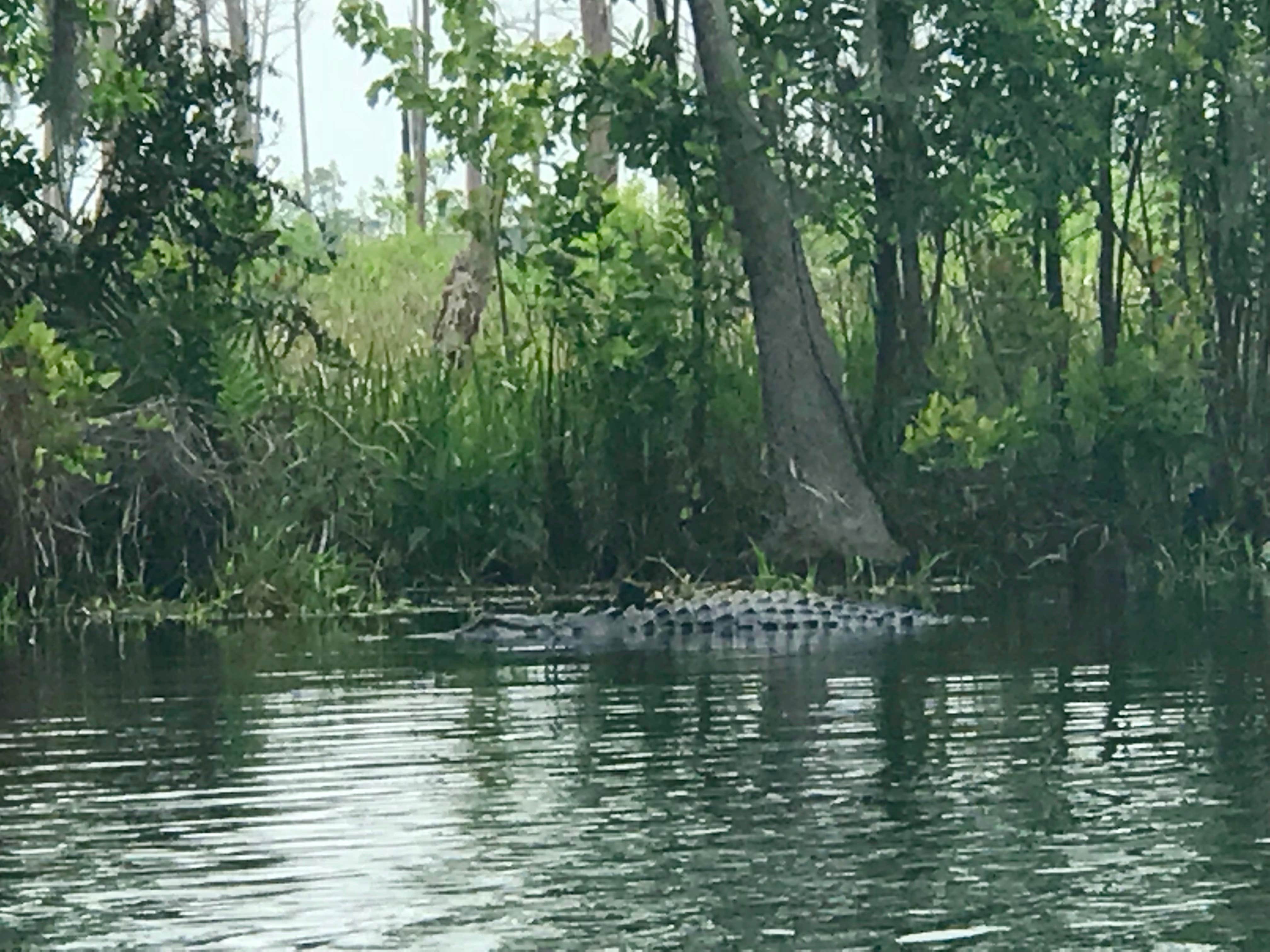 Camper submitted image from Okefenokee National Wildlife Refuge Camping - 4