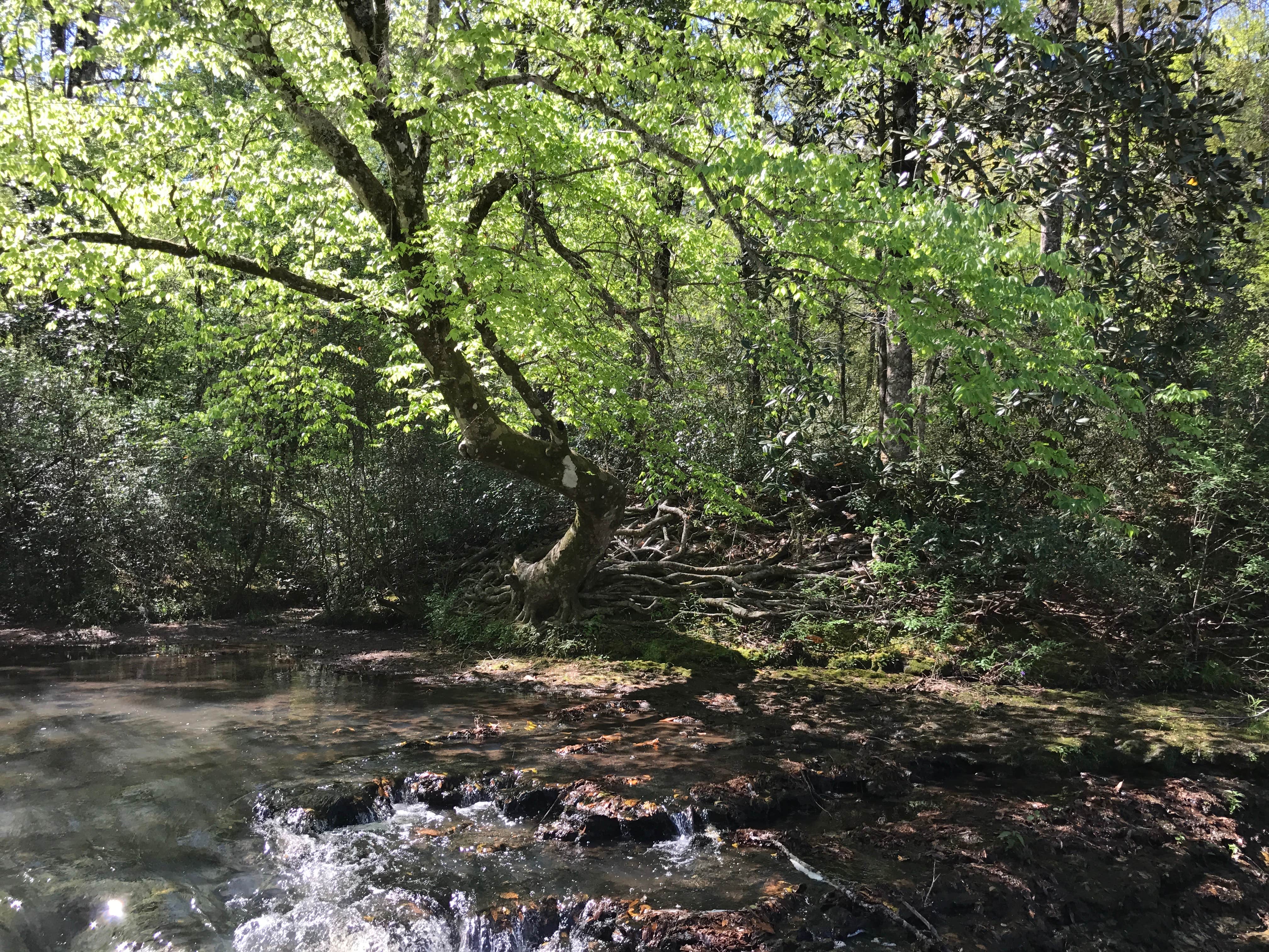 Camper submitted image from Coheelee Creek Park - PERMANENTLY CLOSED - 2