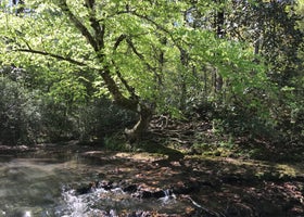 Coheelee Creek Park