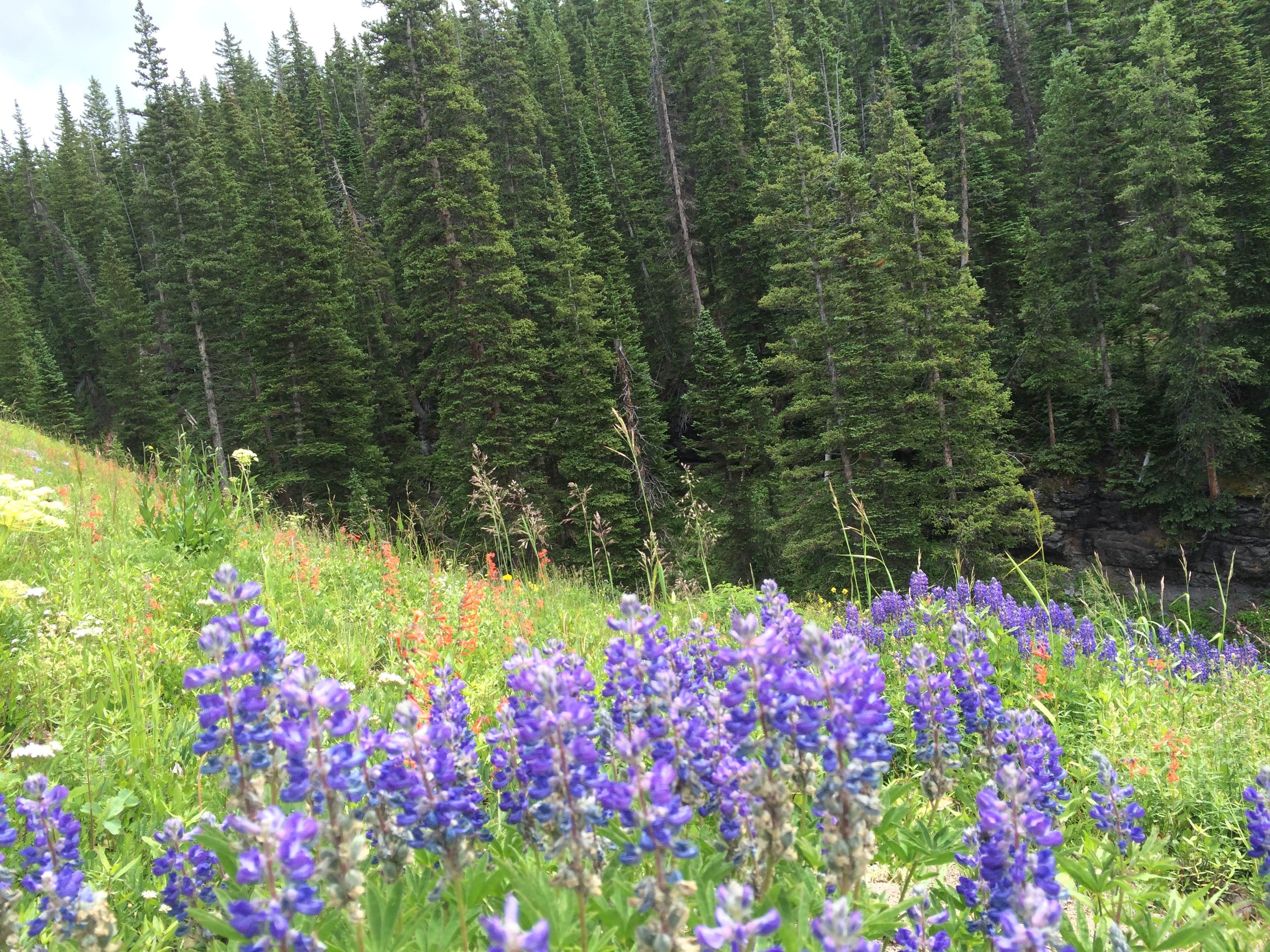 Camper-submitted photo at Gunnison National Forest Lake Irwin Campground near Crested Butte, CO