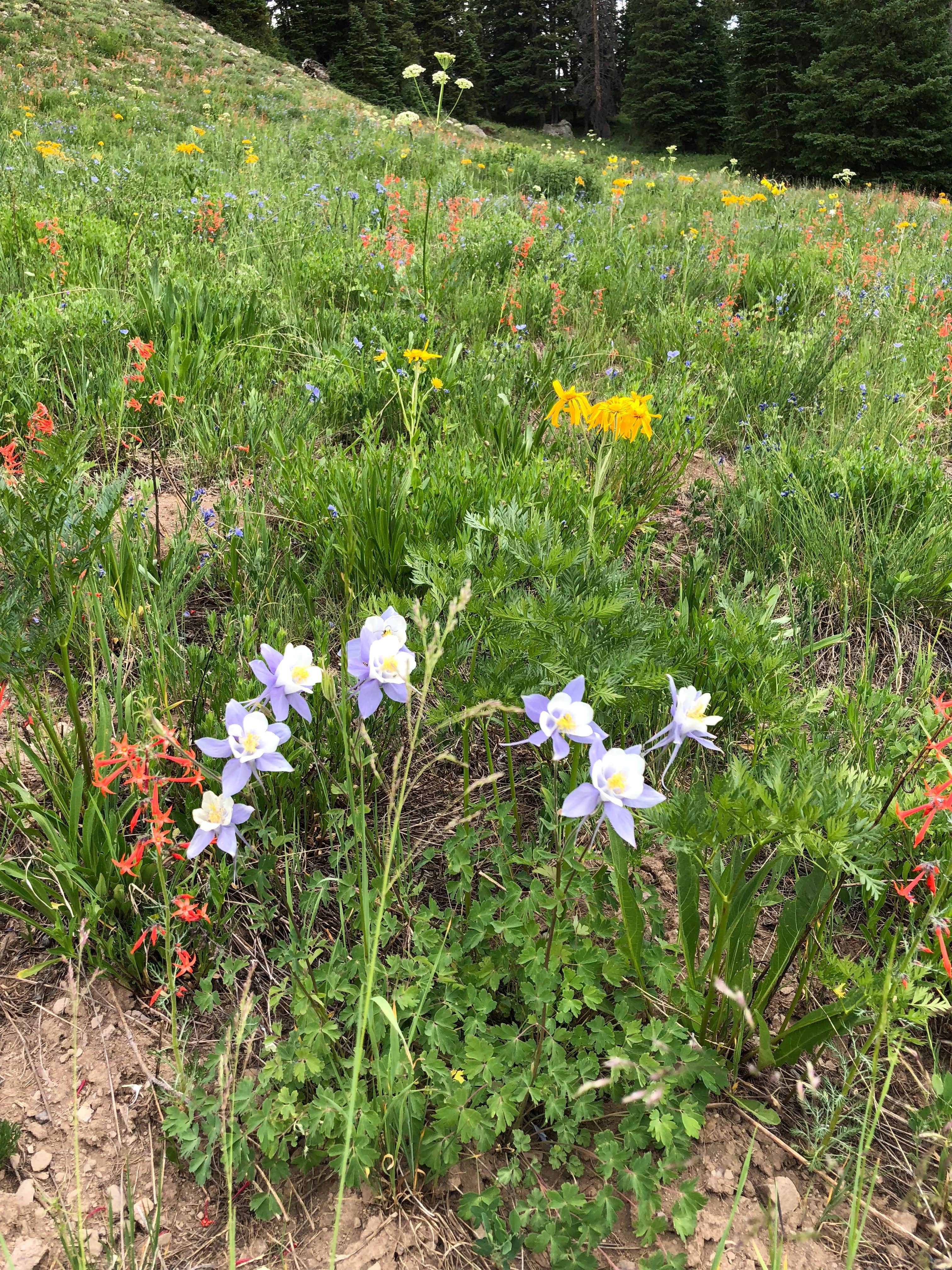 Camper-submitted photo at Gunnison National Forest Lake Irwin Campground near Crested Butte, CO