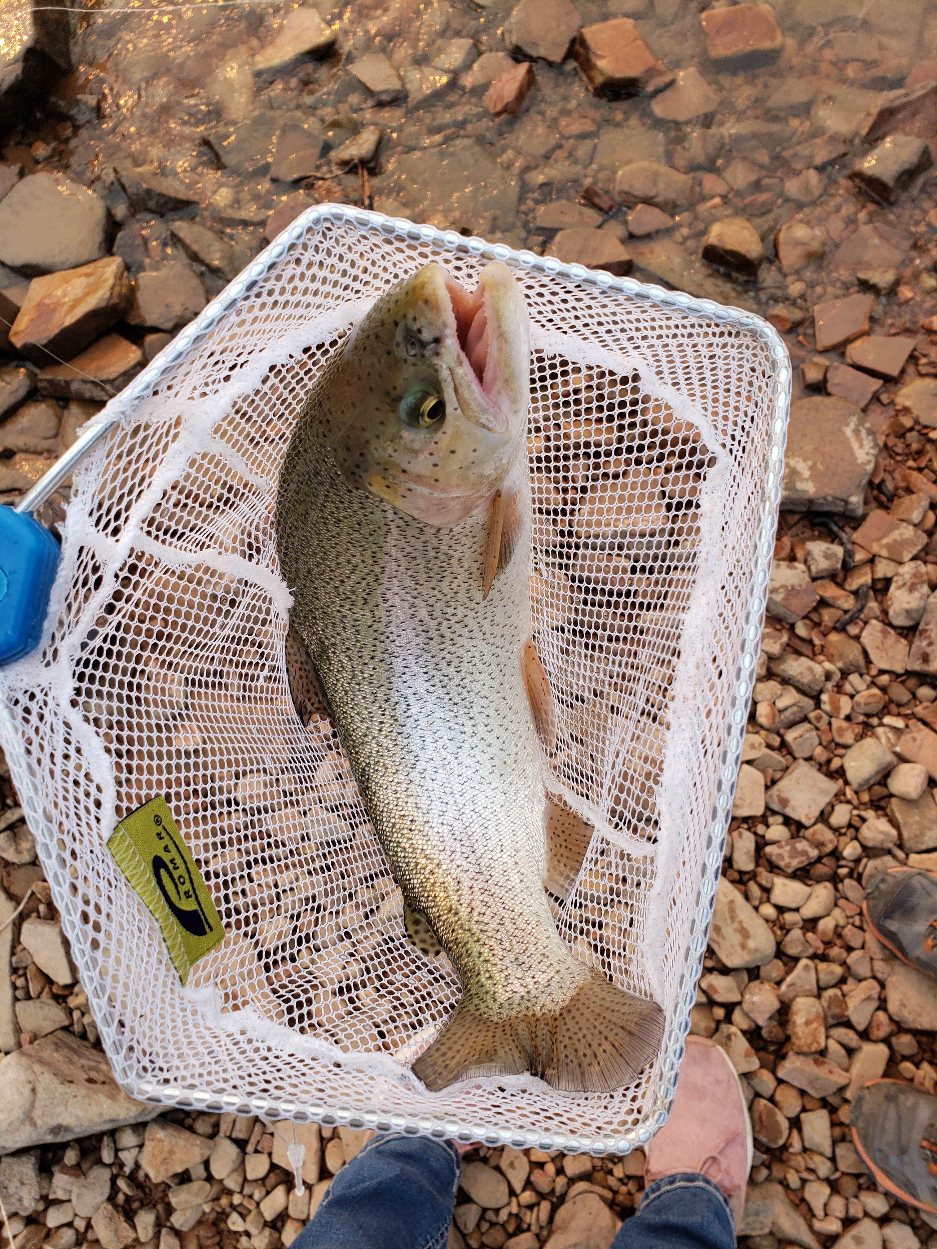 Camper submitted image from Big Thomson Campground at Carter Lake - 5