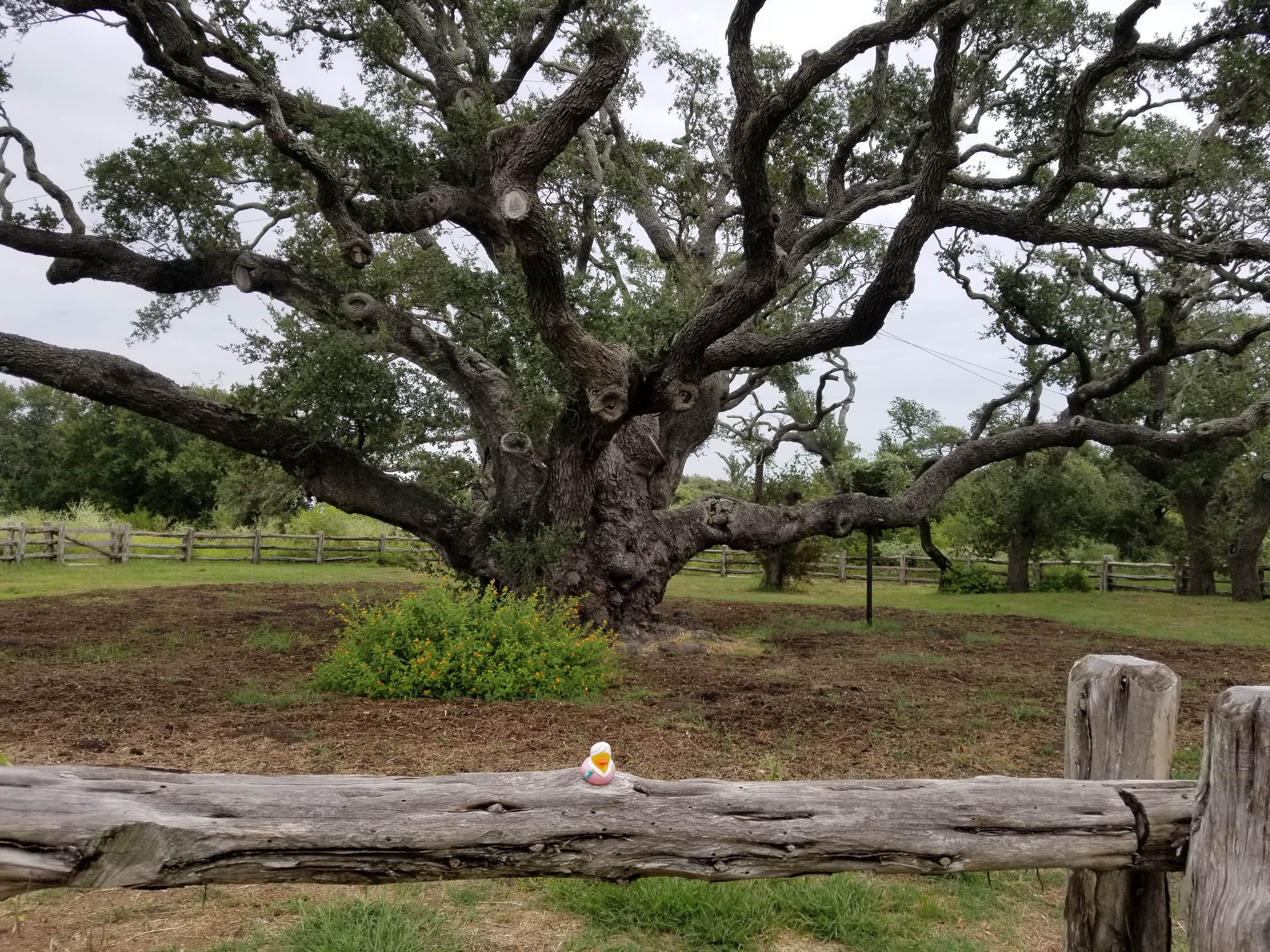 The Big Tree