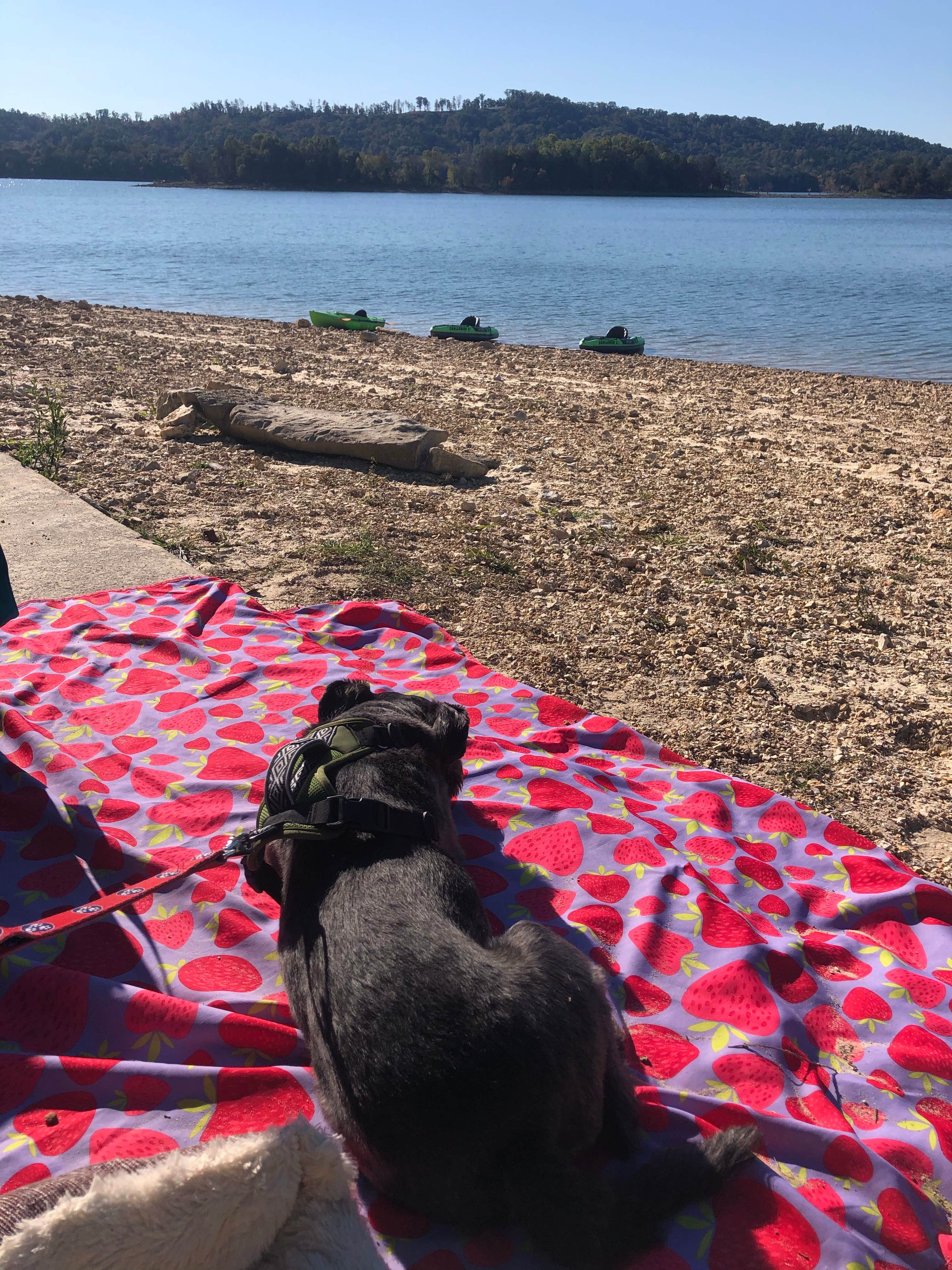 Michael M.'s photo of camping with pets at Loyston Point Campground near Maynardville, TN