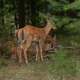 Review photo of Lake Placid/Whiteface Mountain KOA Holiday by Ray & Terri F., October 6, 2020