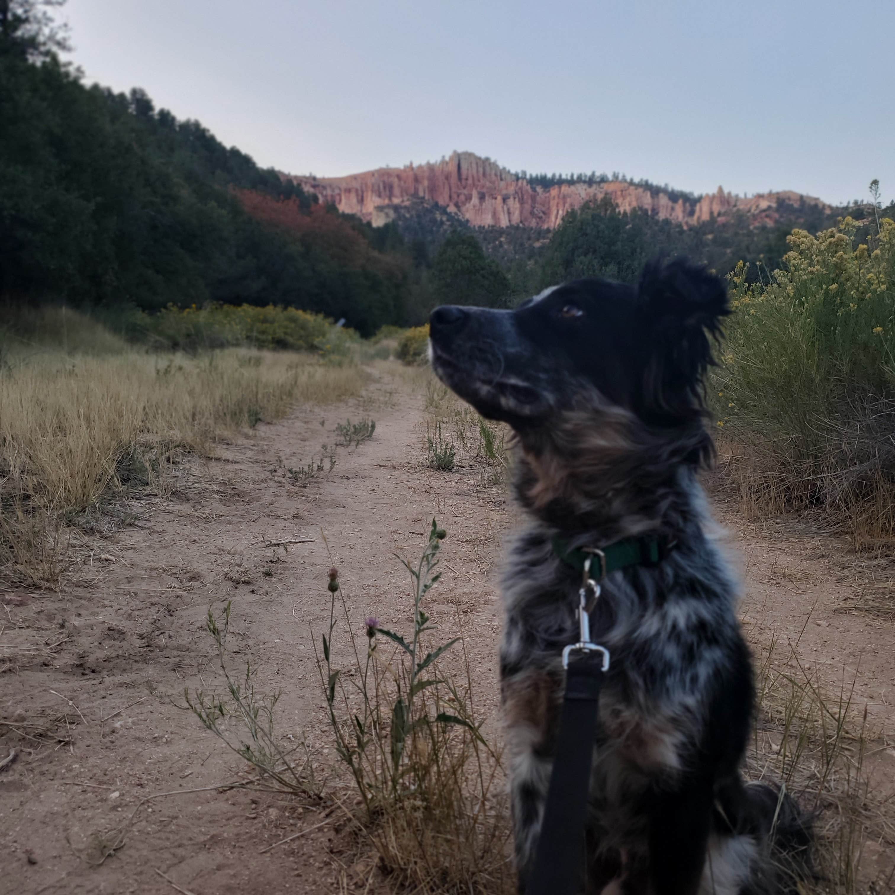 Zachary C.'s photo of camping with pets at Bryce Zion Campground near Alton, UT
