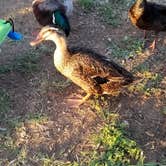 Review photo of Inks Lake State Park Campground by Jeff , October 6, 2020