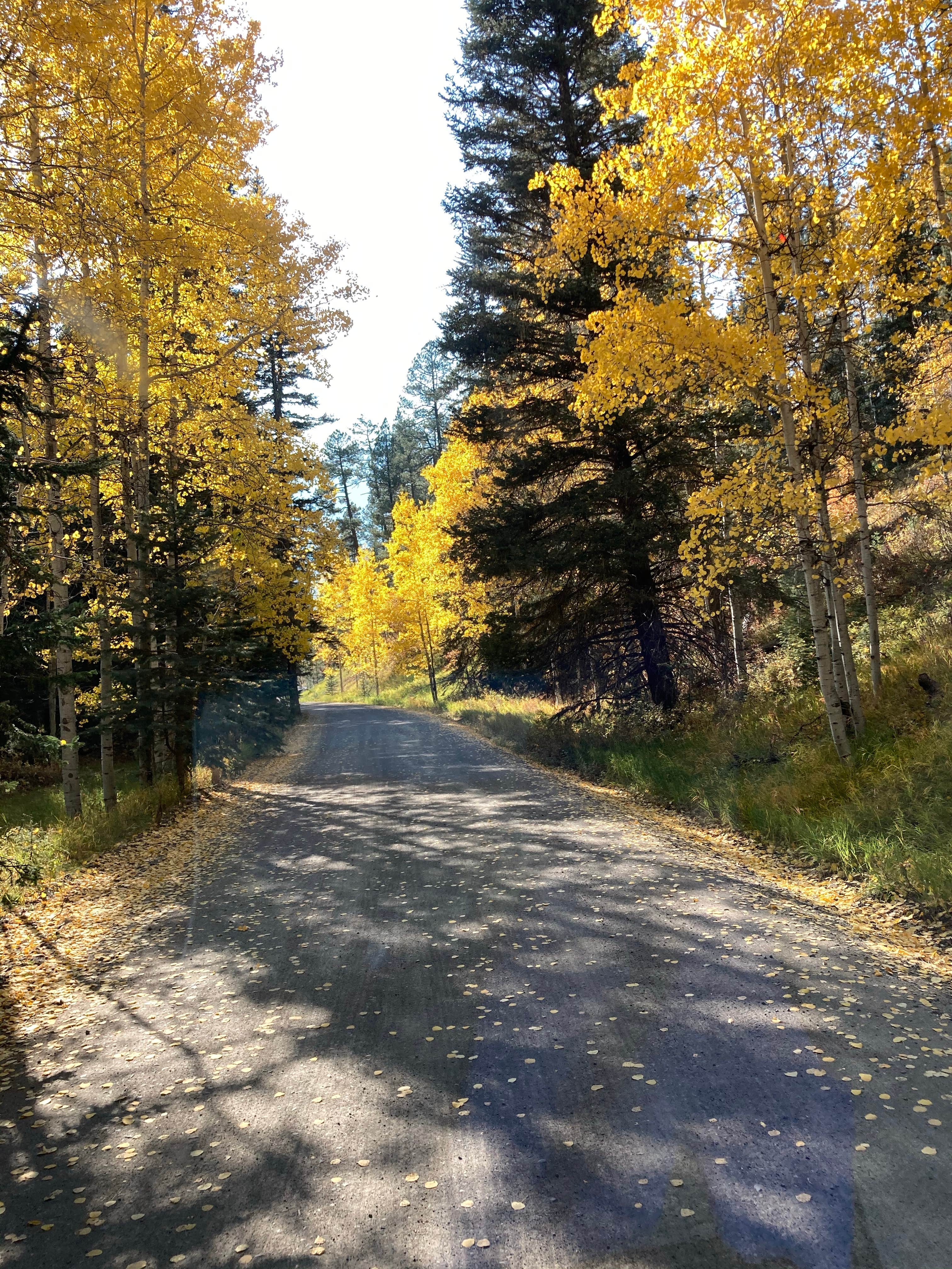 Camper-submitted photo at West Fork Dispersed near Pagosa Springs, CO