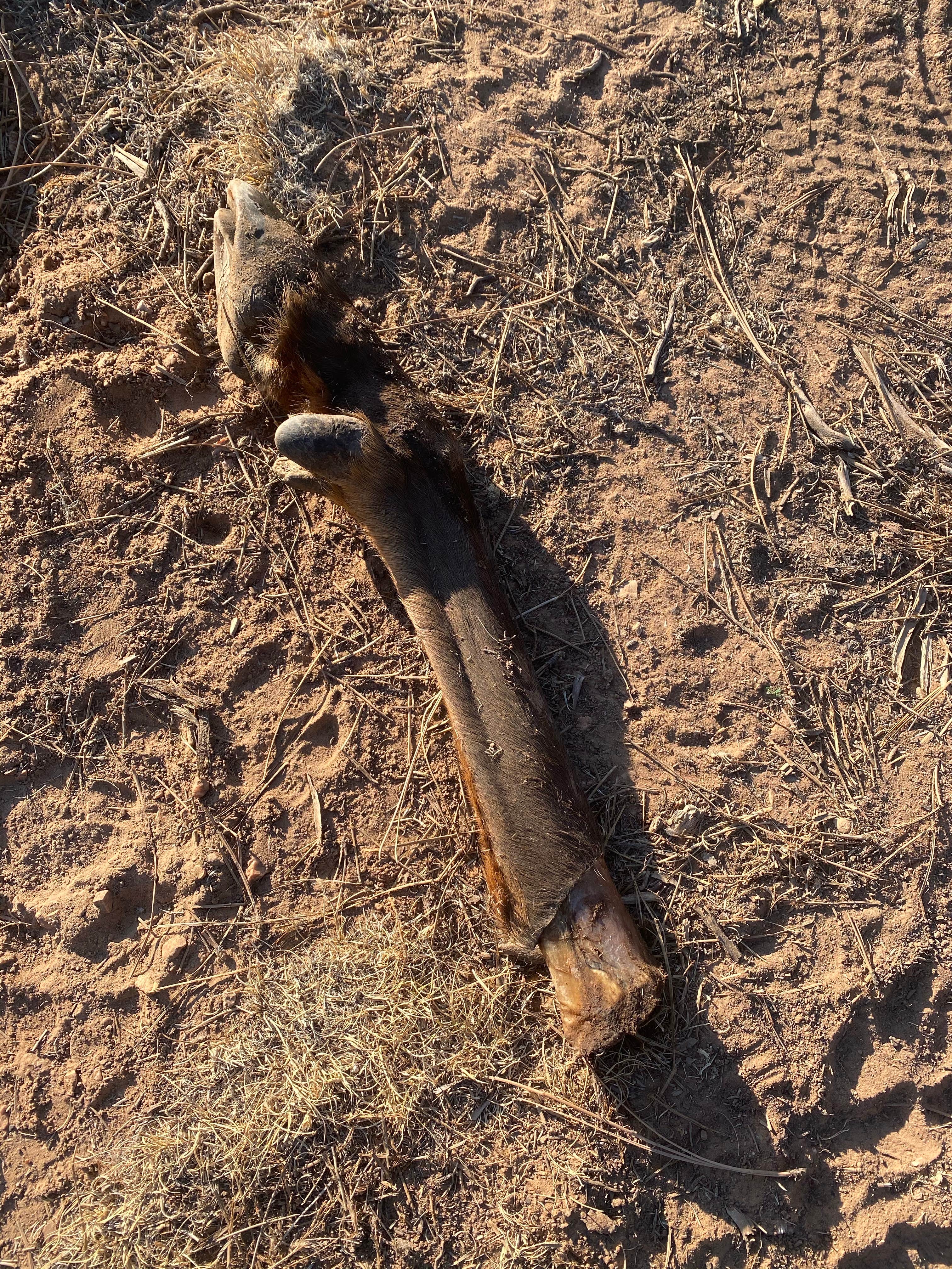 Arizona photo 3