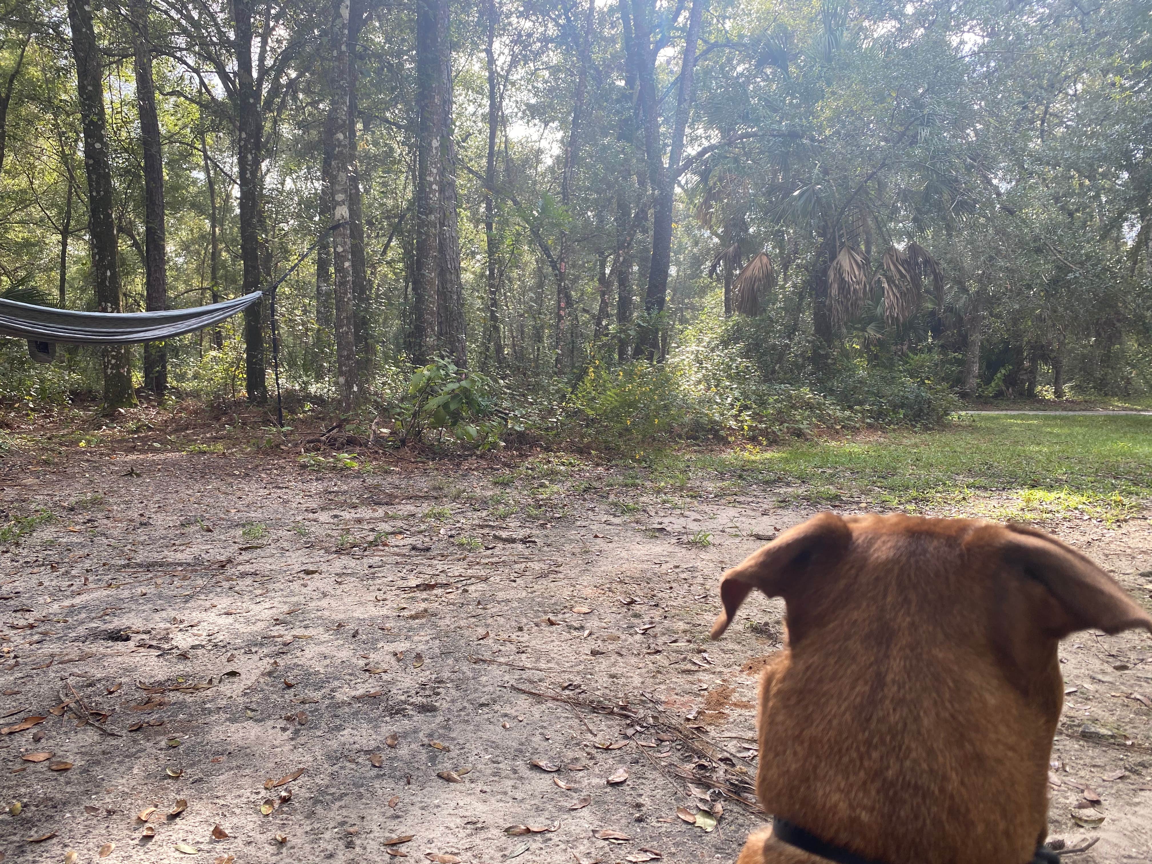 Joshua W.'s photo of camping with pets at Alexander Springs Recreation Area near Ocala National Forest