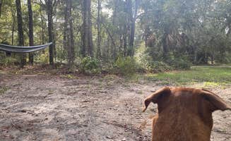Joshua W.'s photo of camping with pets at Alexander Springs Recreation Area near Ocala National Forest