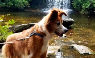 Randall B.'s photo of camping with pets at Panthertown Valley Backcountry Area near Cashiers, NC