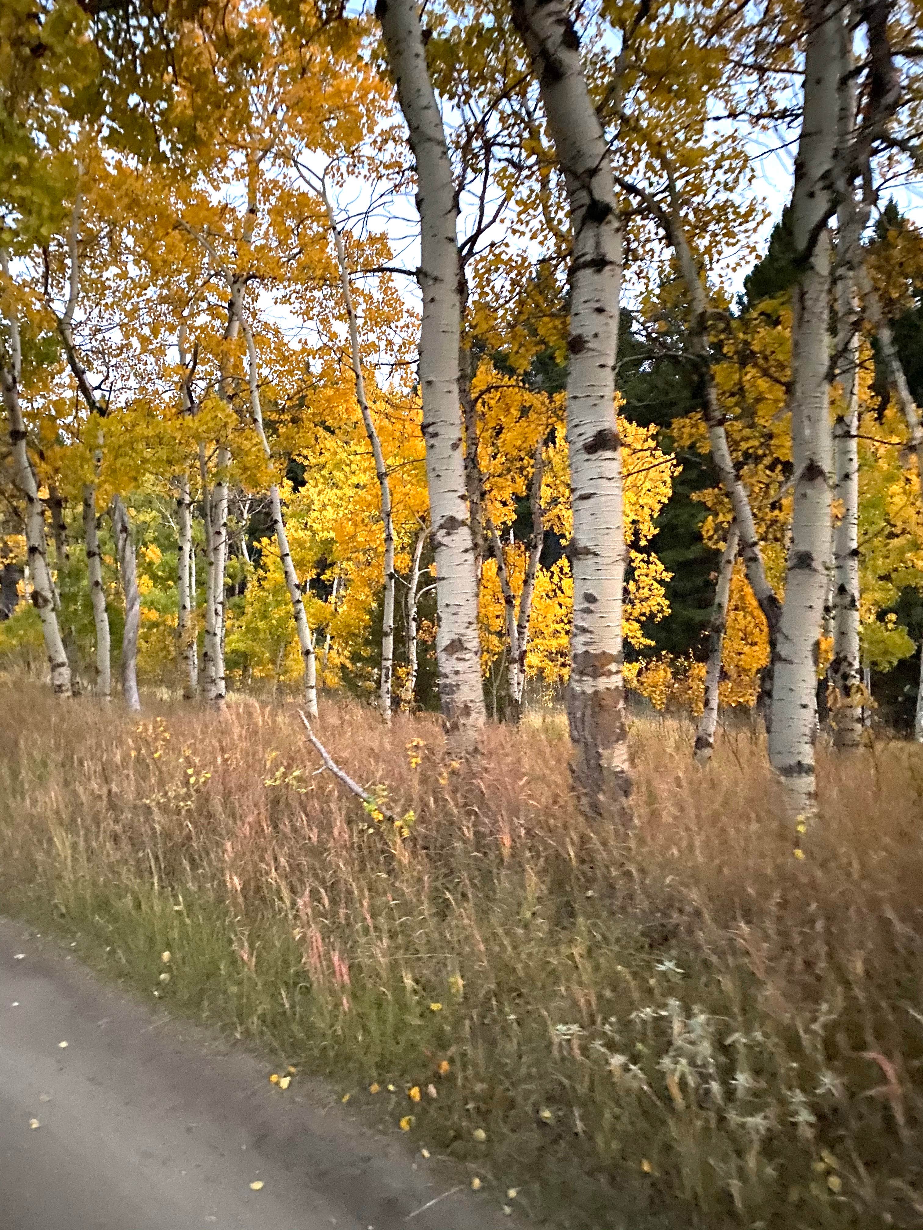 Camper-submitted photo at Toll Mountain Campground near Butte, MT