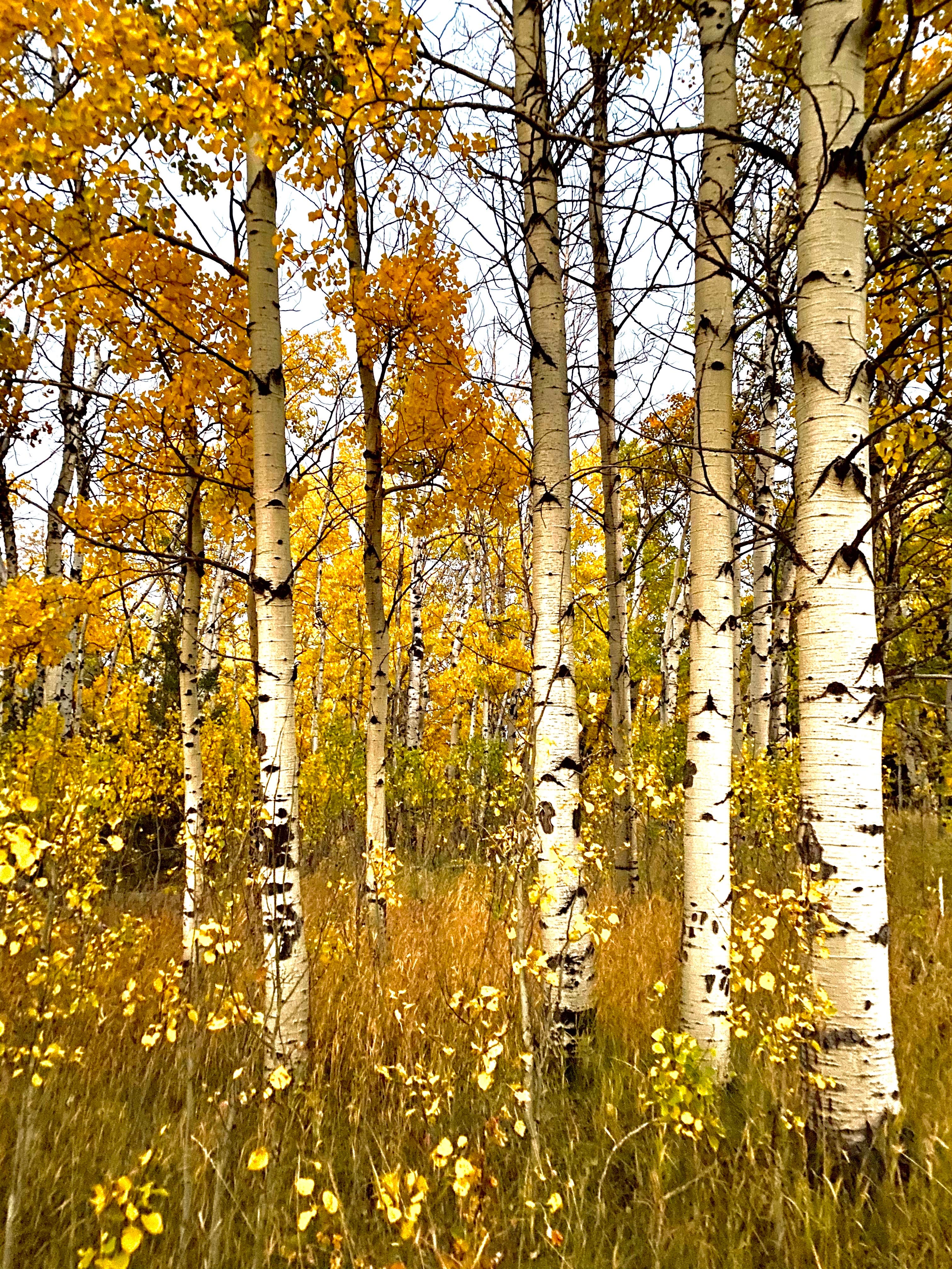 Camper-submitted photo at Toll Mountain Campground near Butte, MT