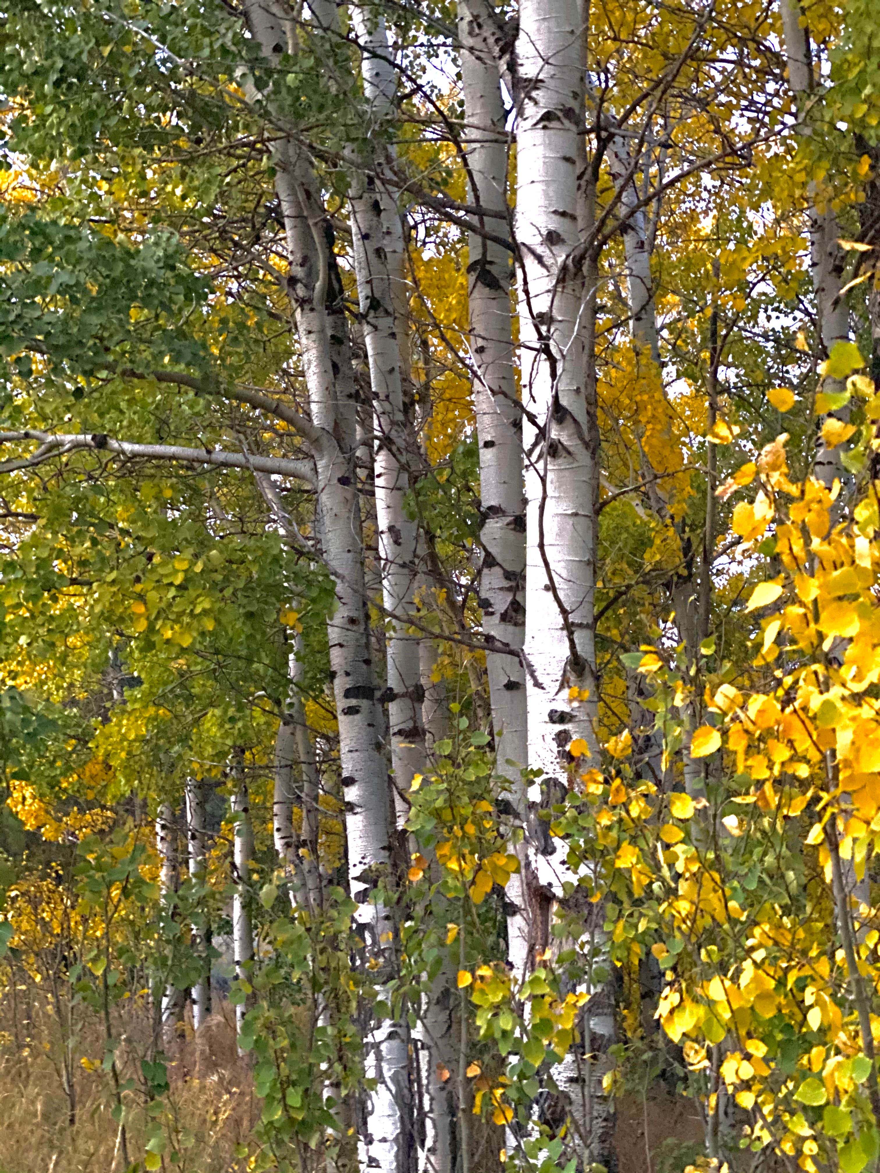 Camper-submitted photo at Toll Mountain Campground near Butte, MT